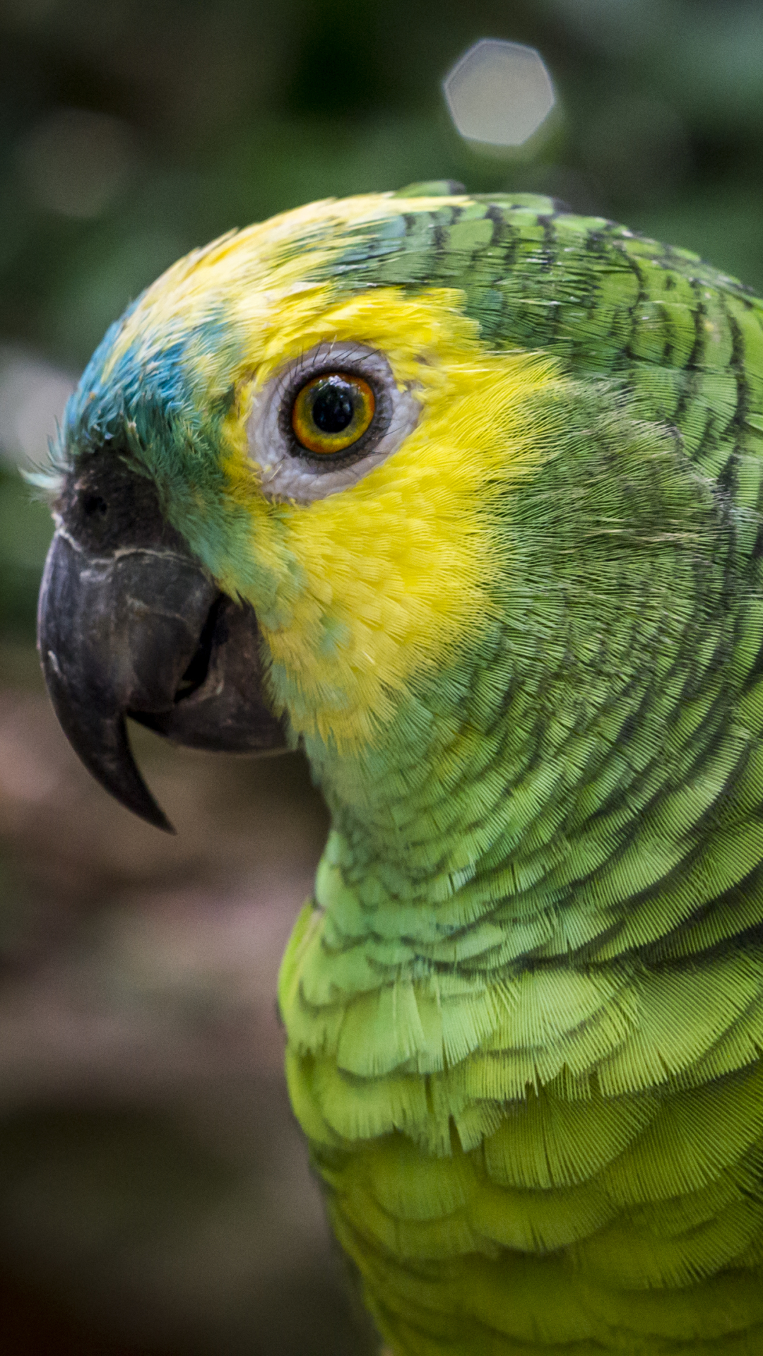 Handy-Wallpaper Tiere, Vögel, Makro, Vogel, Bokeh, Papagei, Amazon Papagei kostenlos herunterladen.