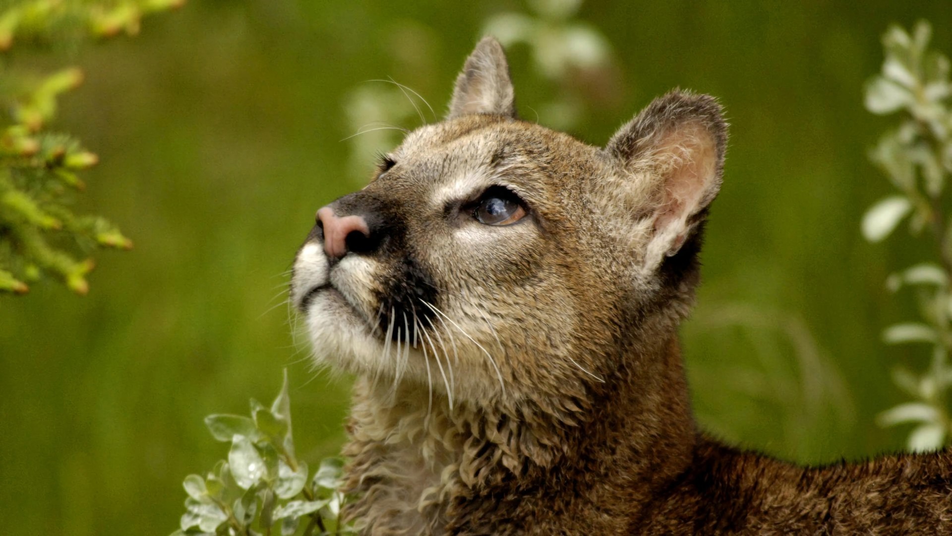 Free download wallpaper Cats, Animal, Cougar on your PC desktop