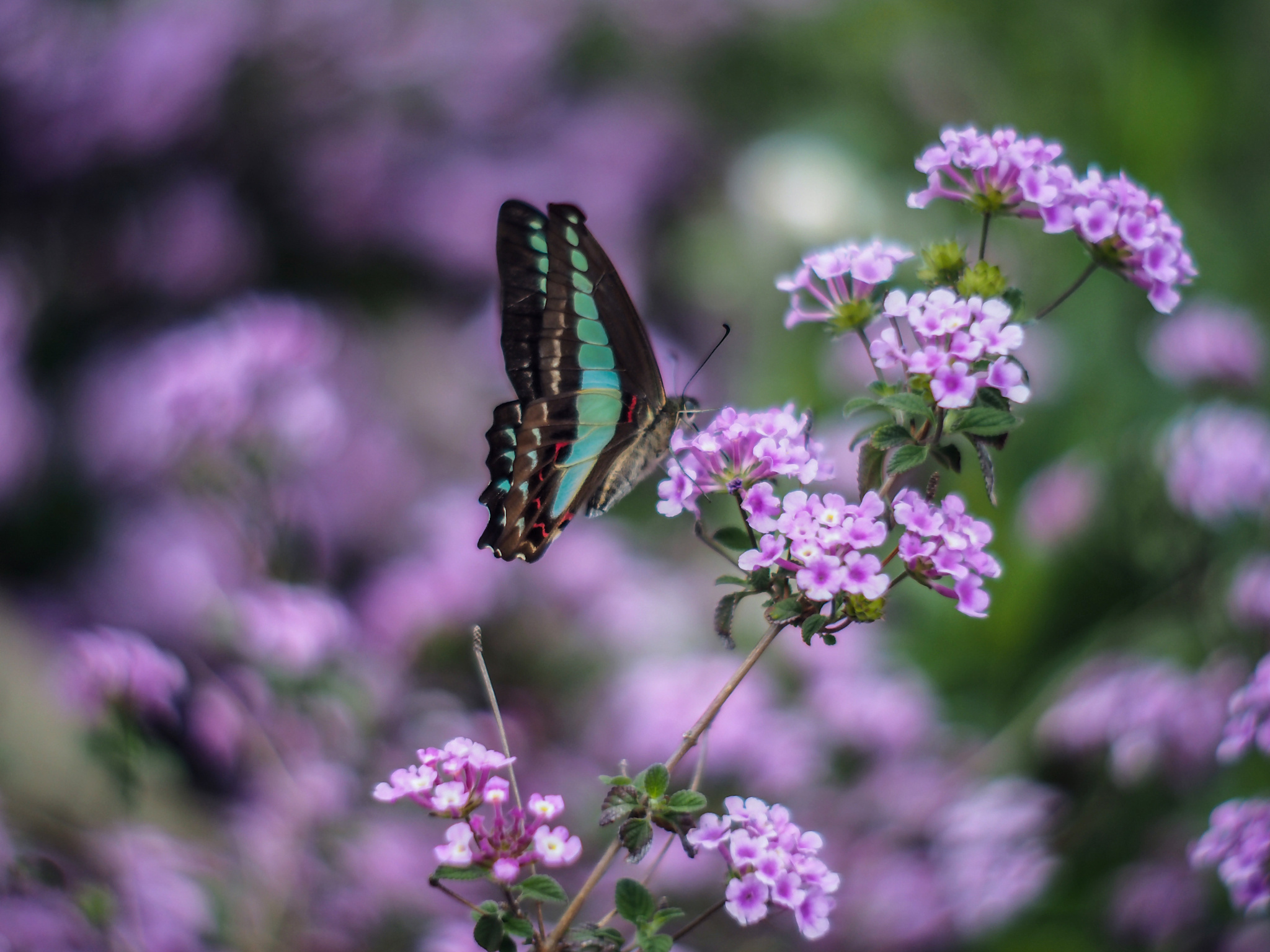 Free download wallpaper Nature, Flower, Macro, Butterfly, Animal on your PC desktop
