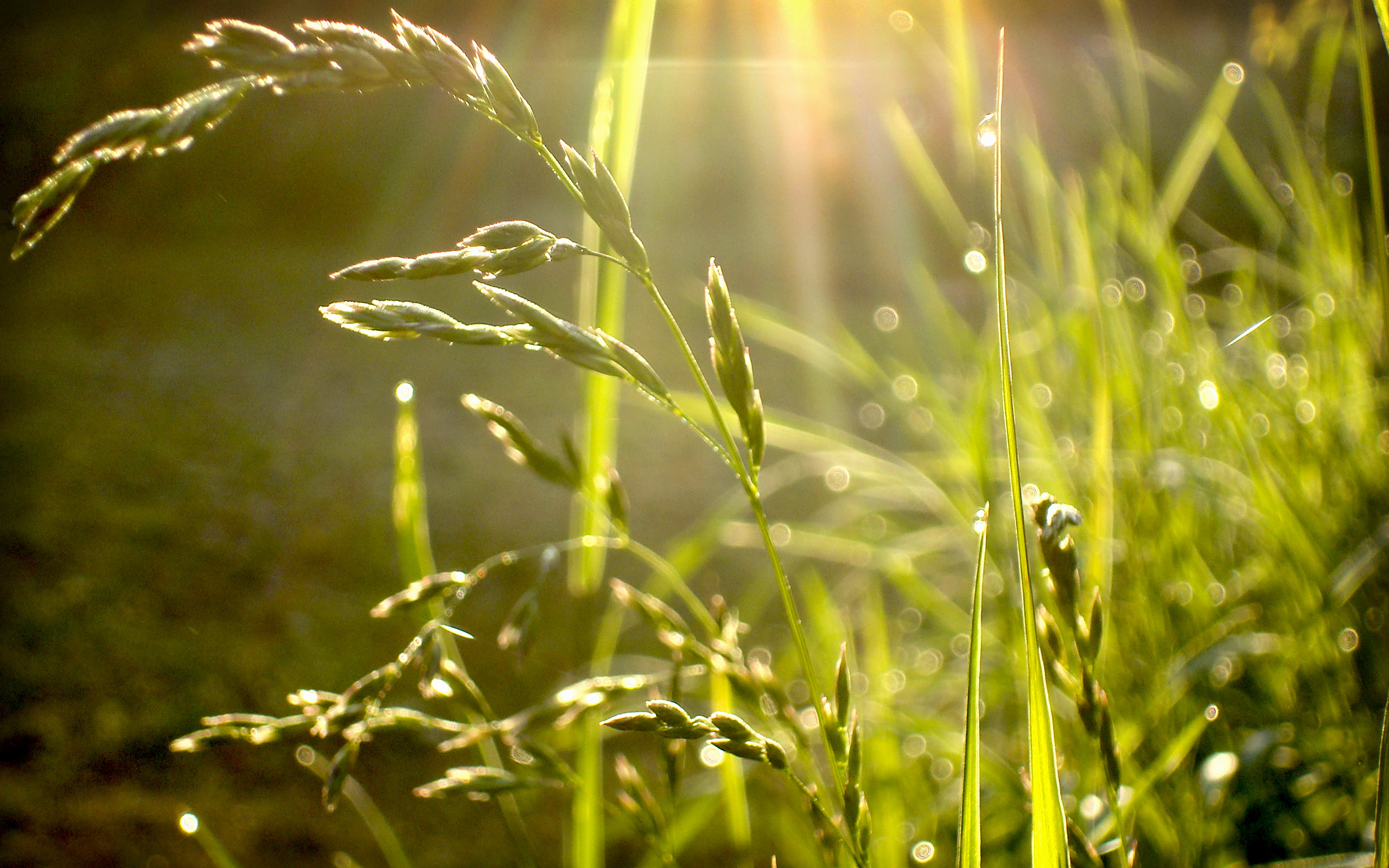 Download mobile wallpaper Plant, Grass, Earth for free.