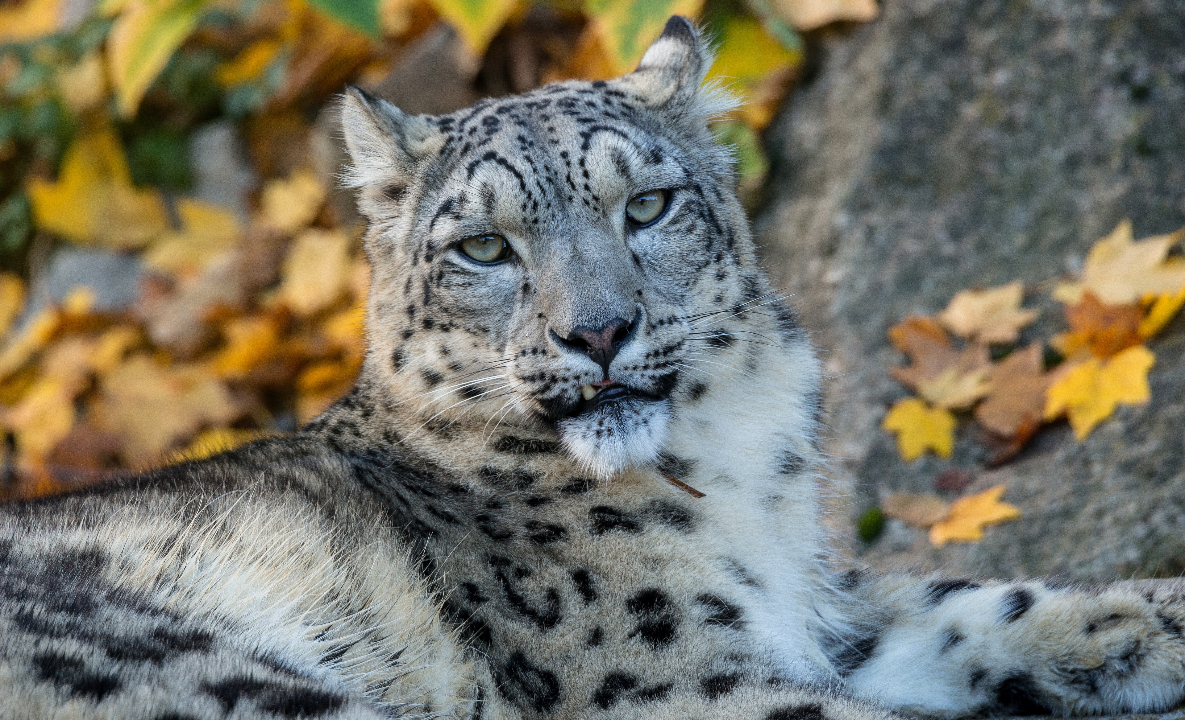 Descarga gratuita de fondo de pantalla para móvil de Animales, Gatos, Leopardo De Las Nieves, Mirar Fijamente.
