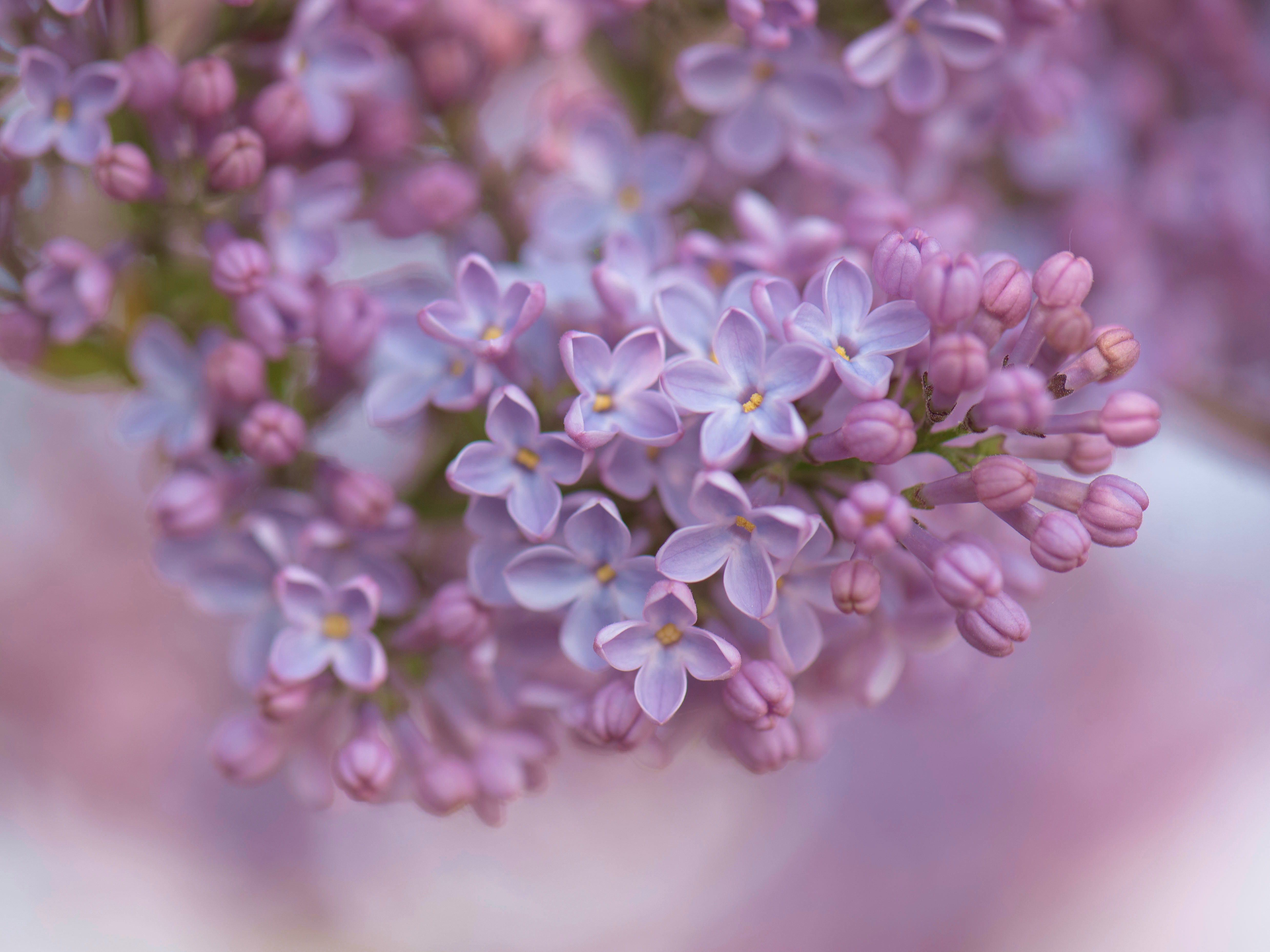 Laden Sie das Blumen, Erde/natur, Flieder-Bild kostenlos auf Ihren PC-Desktop herunter