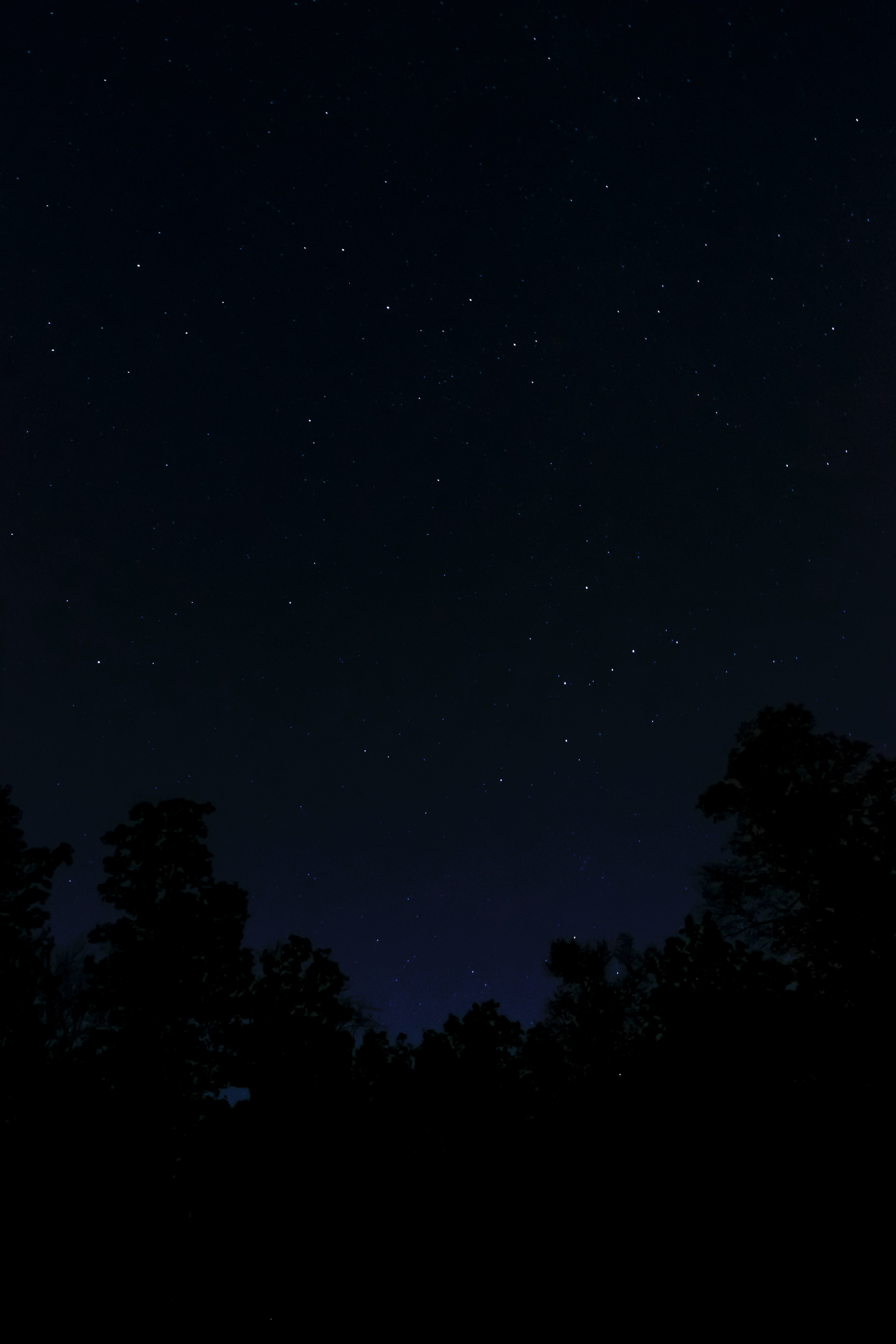 darkness, dark, trees, stars, night Full HD