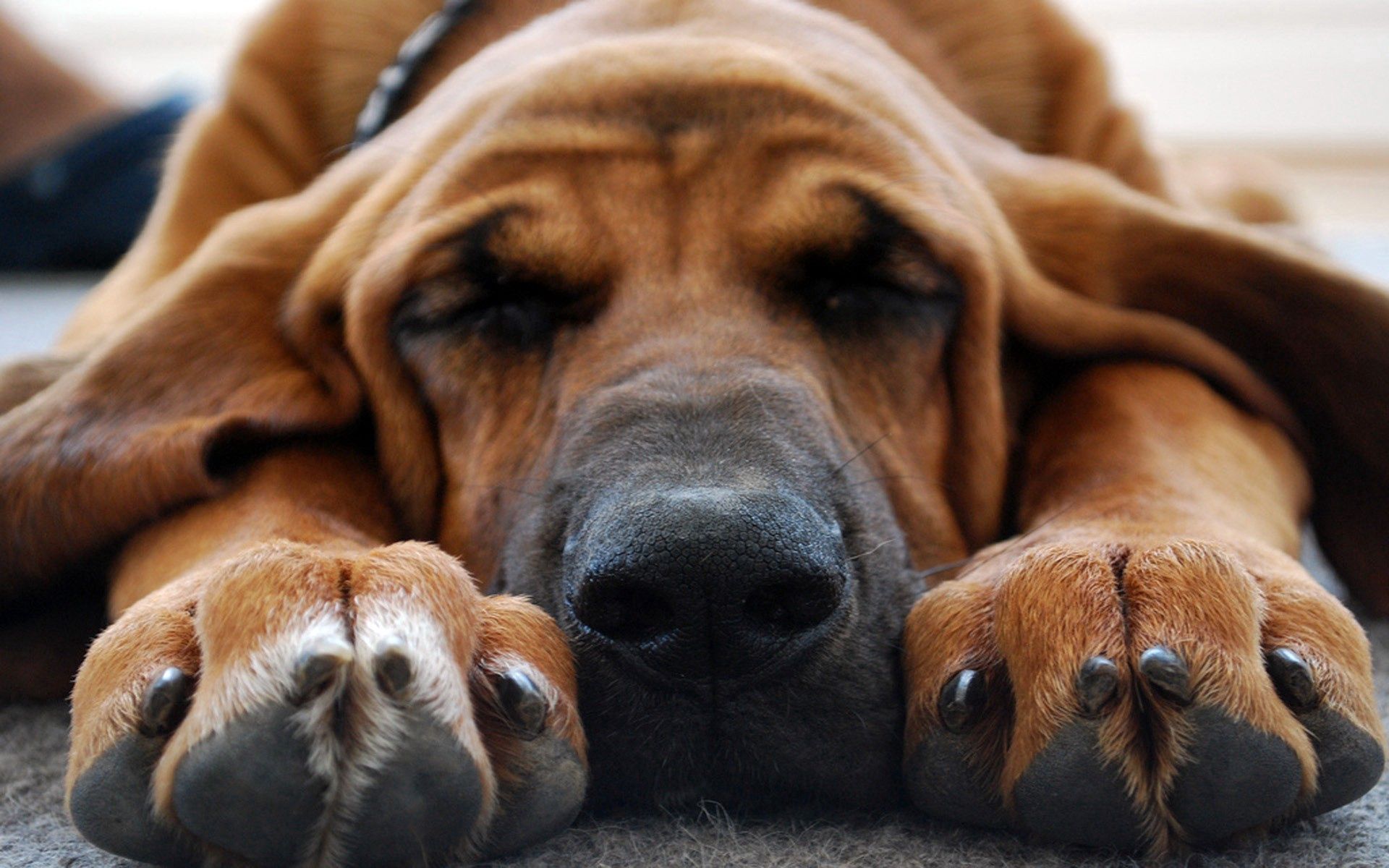 Free download wallpaper Animals, Dog, Muzzle, Nice, Sweetheart, Ears, Paws, Sleep, Dream on your PC desktop