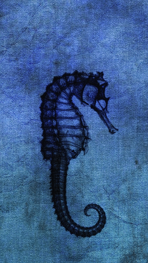 animal, seahorse HD wallpaper