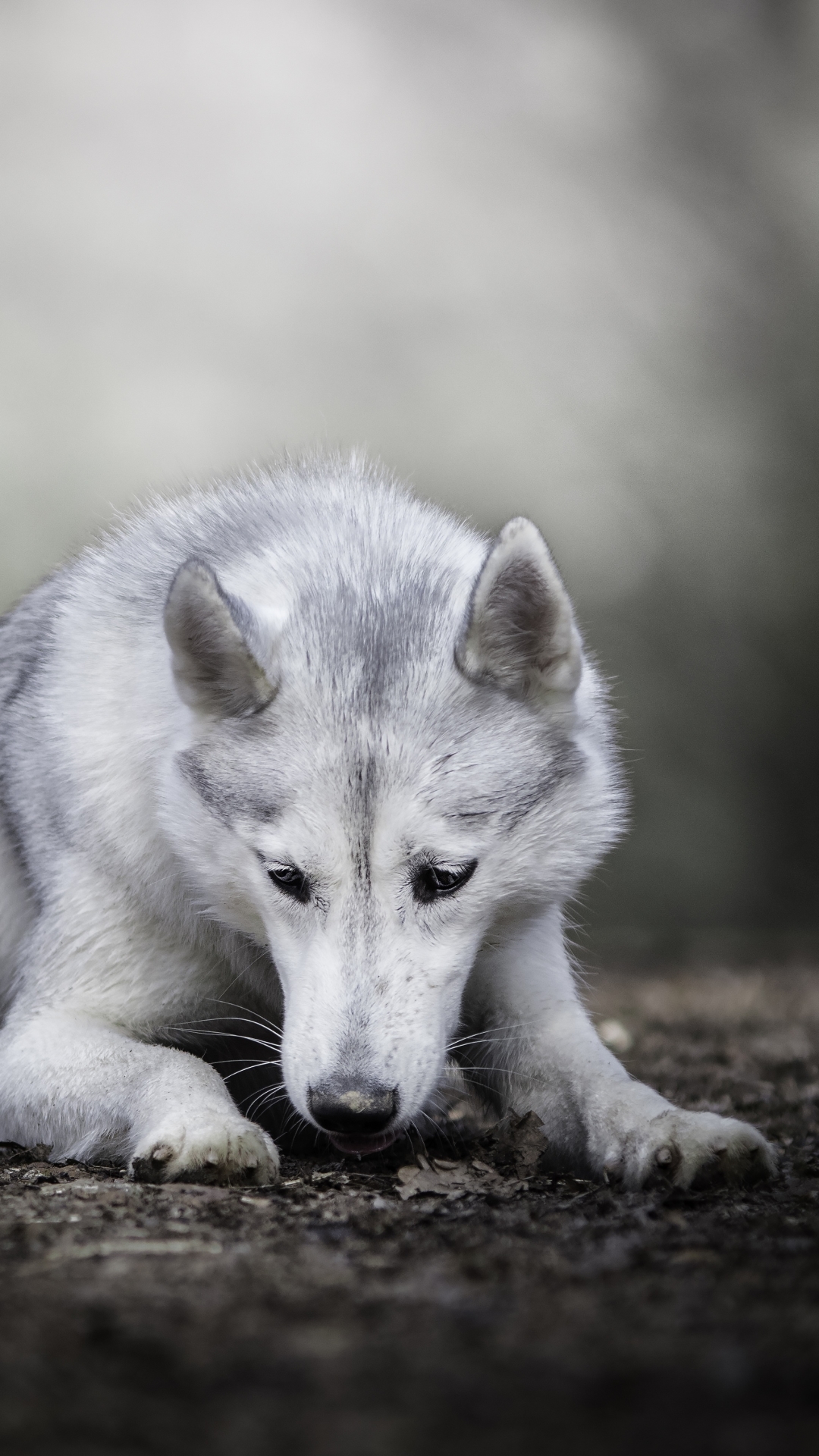 Download mobile wallpaper Dogs, Dog, Animal, Depth Of Field, Wolfdog for free.