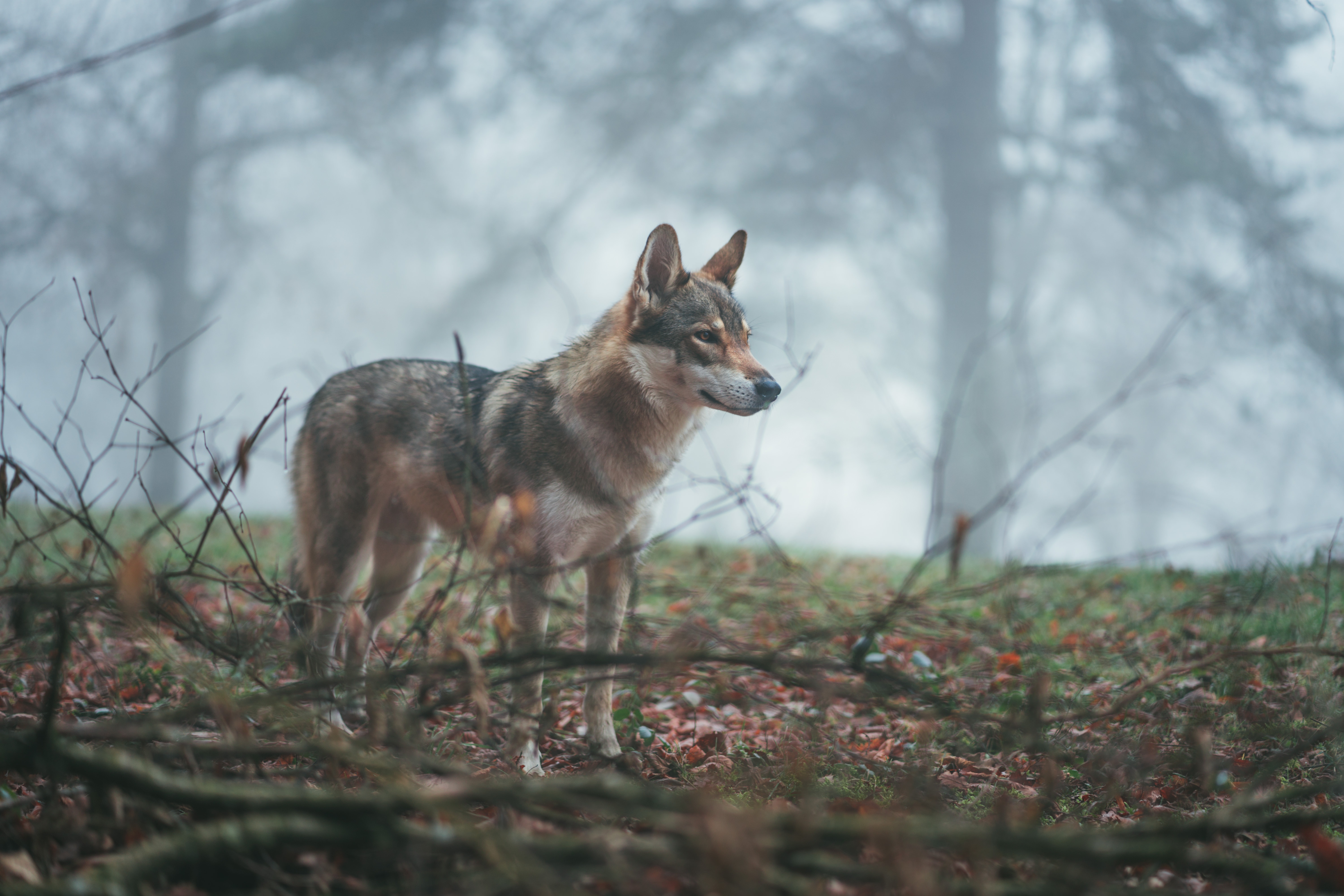 android animals, coyote, wolf, forest, dog, fog