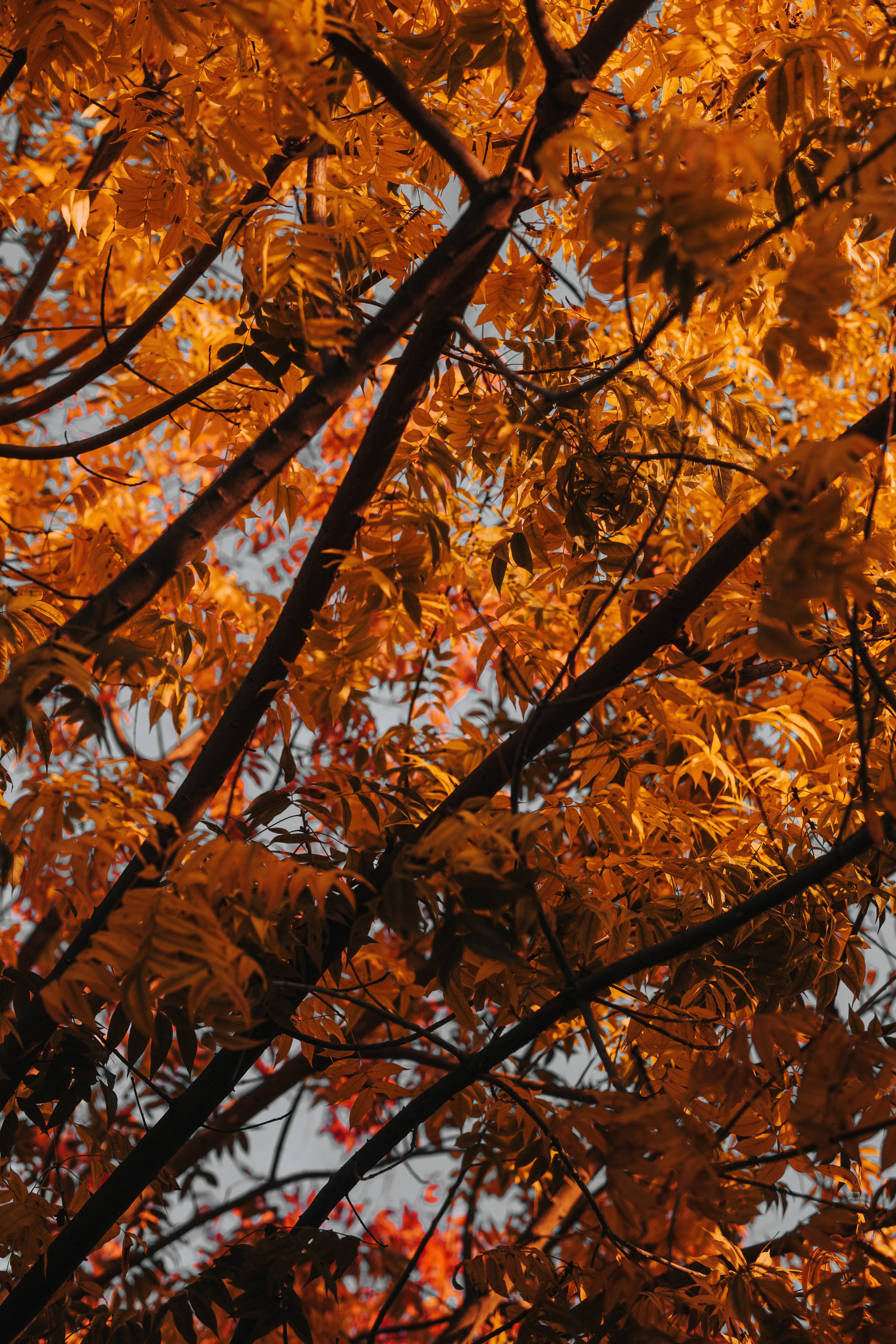 Download mobile wallpaper Wood, Branches, Nature, Leaves, Tree, Autumn for free.