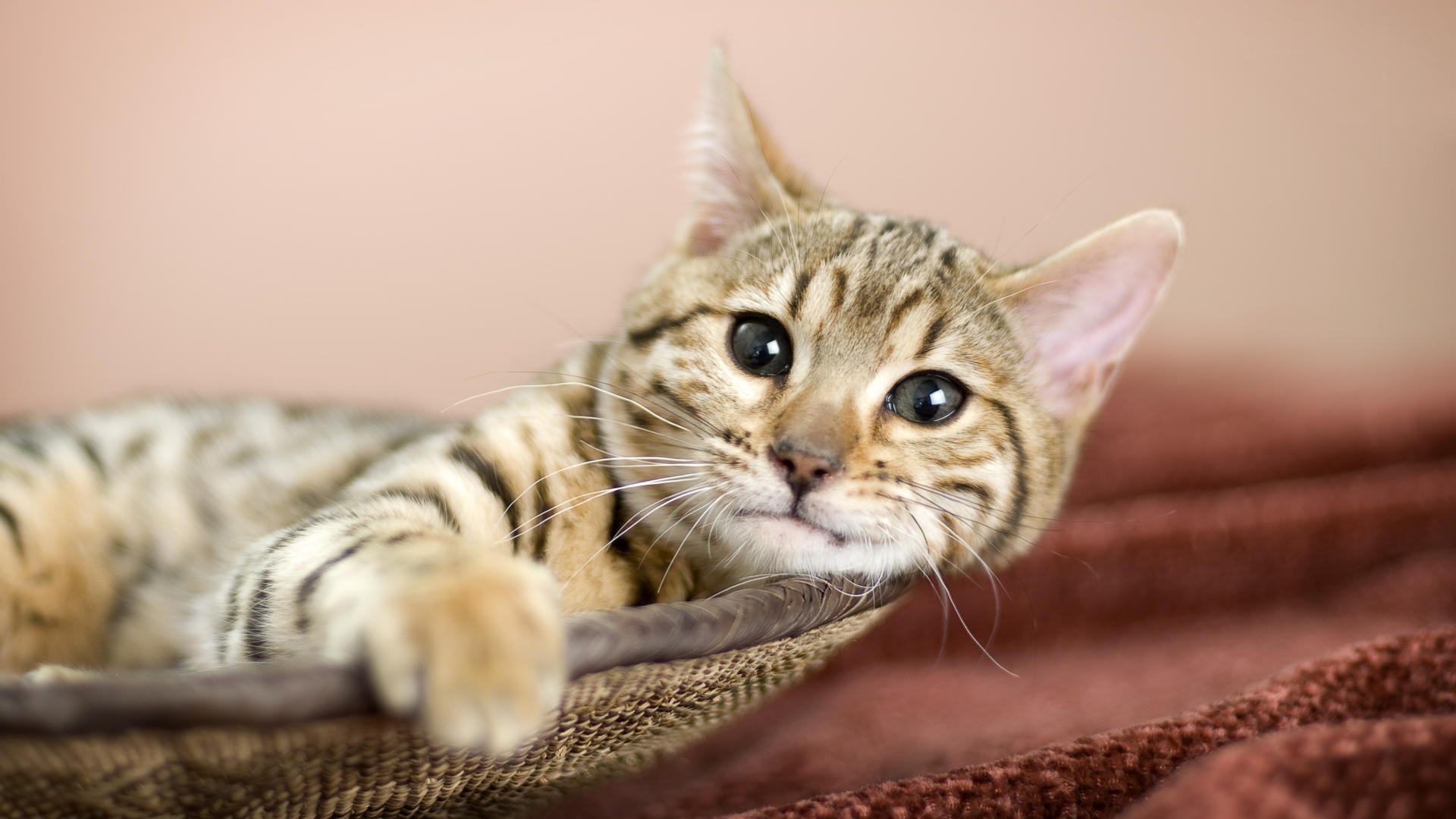 Handy-Wallpaper Katze, Katzen, Tiere kostenlos herunterladen.