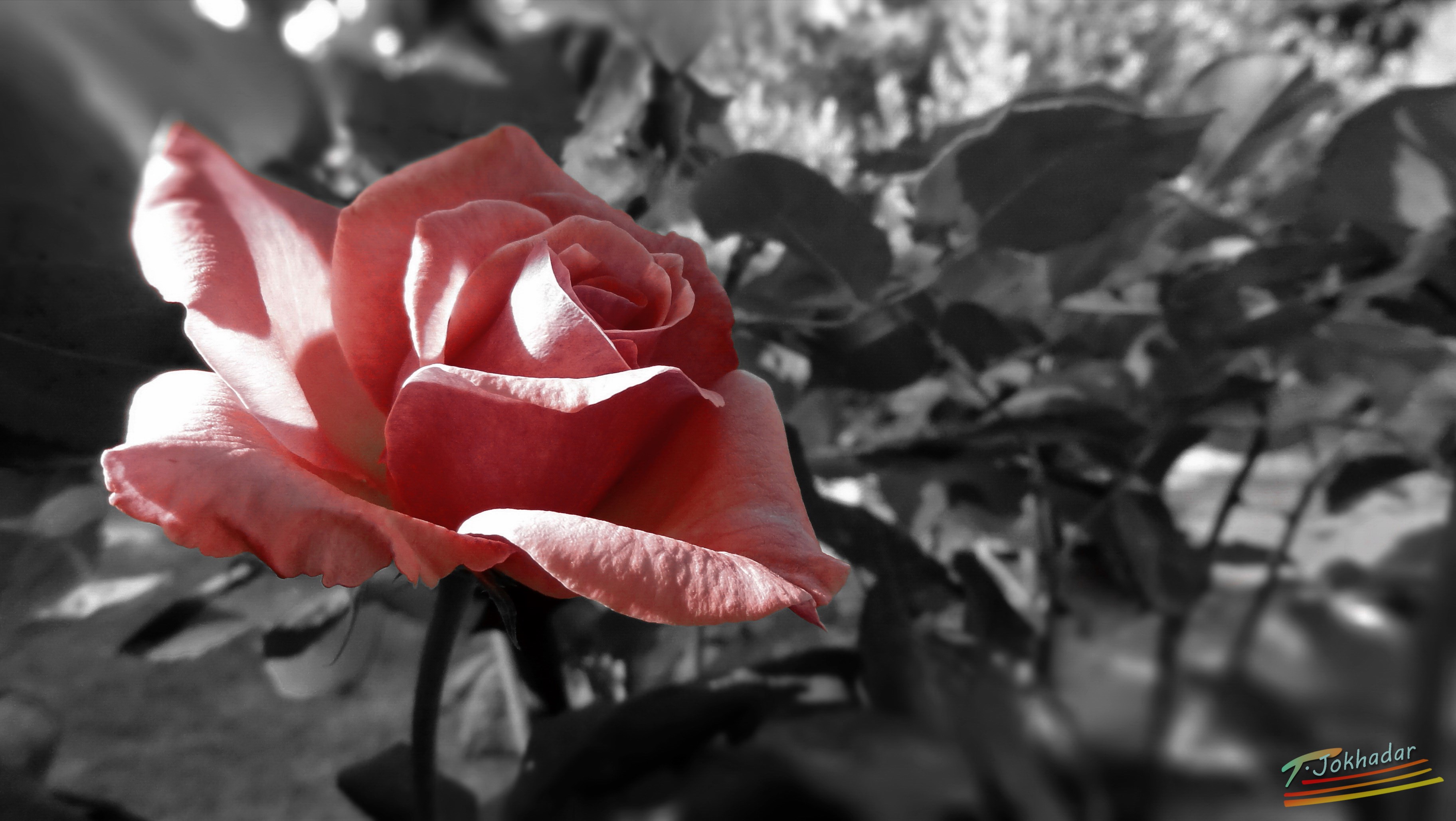 Free download wallpaper Flowers, Rose, Earth, Selective Color on your PC desktop