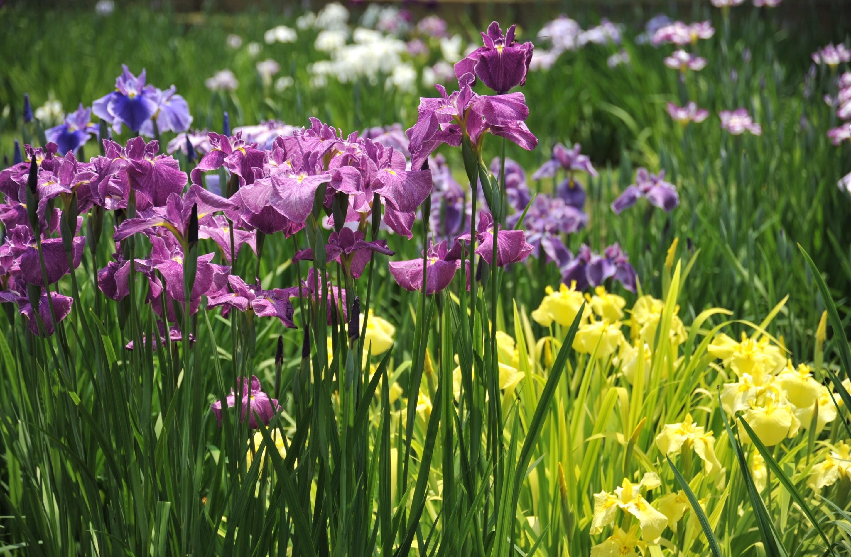 Free download wallpaper Flowers, Shine, Light, Greens, Flower Bed, Flowerbed, Irises on your PC desktop