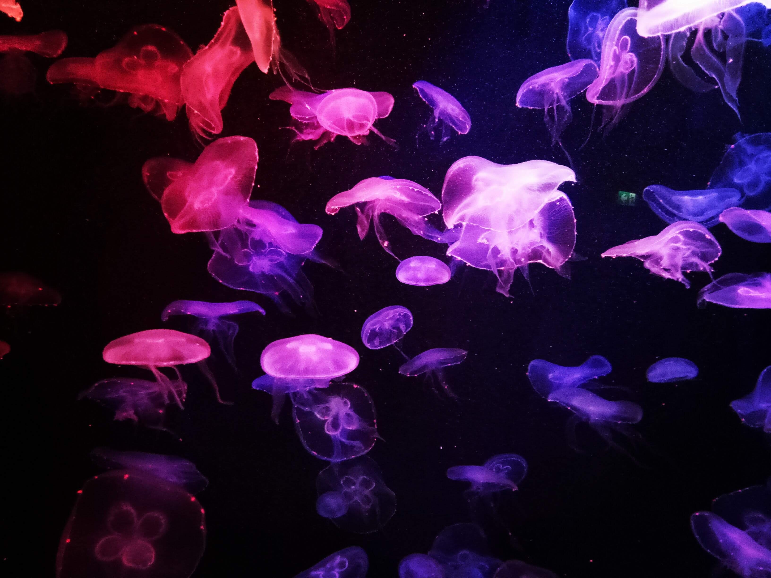 jellyfish, dark, glow, tentacle