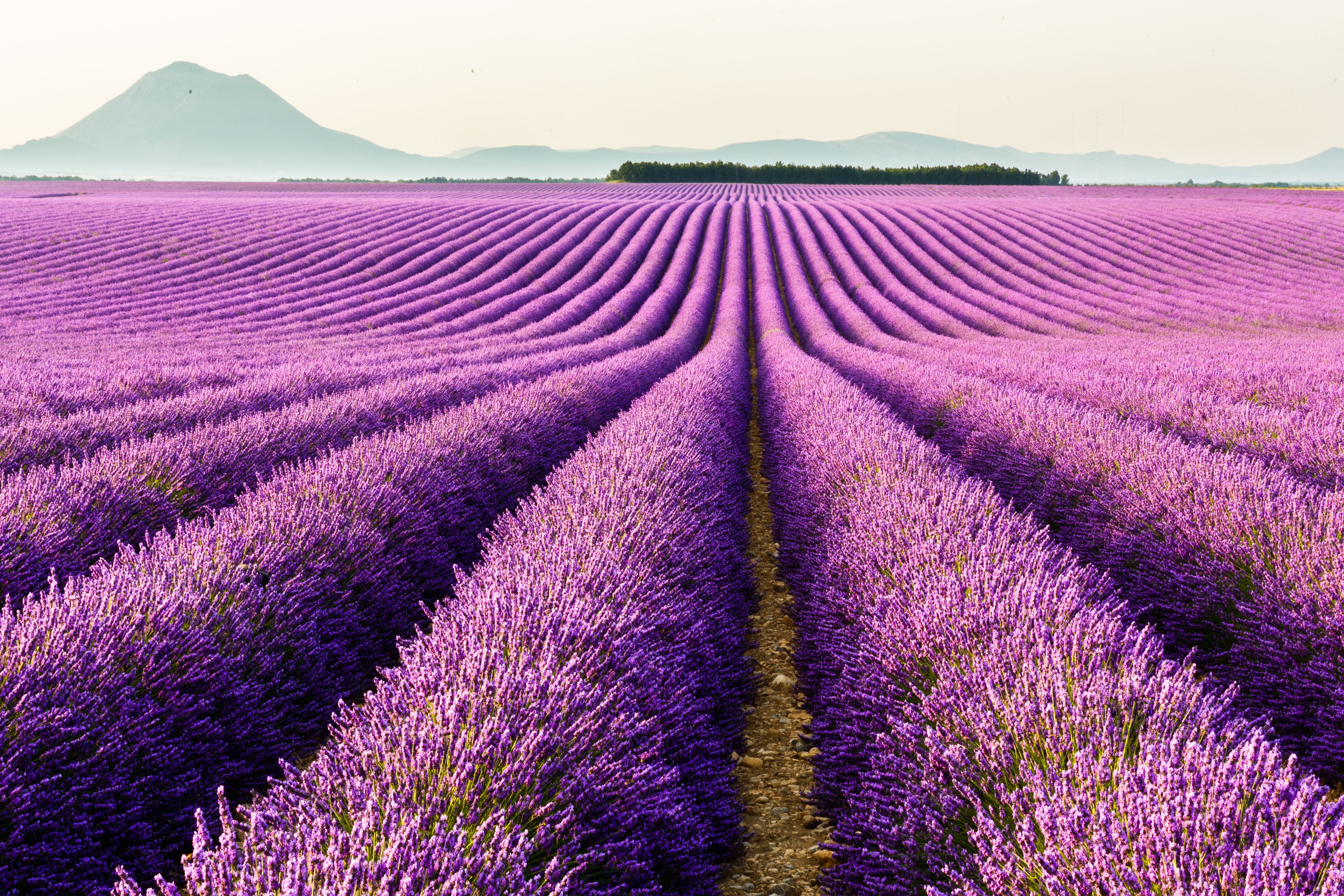 Free download wallpaper Landscape, Nature, Flowers, Flower, Earth, Field, Lavender, Purple Flower on your PC desktop