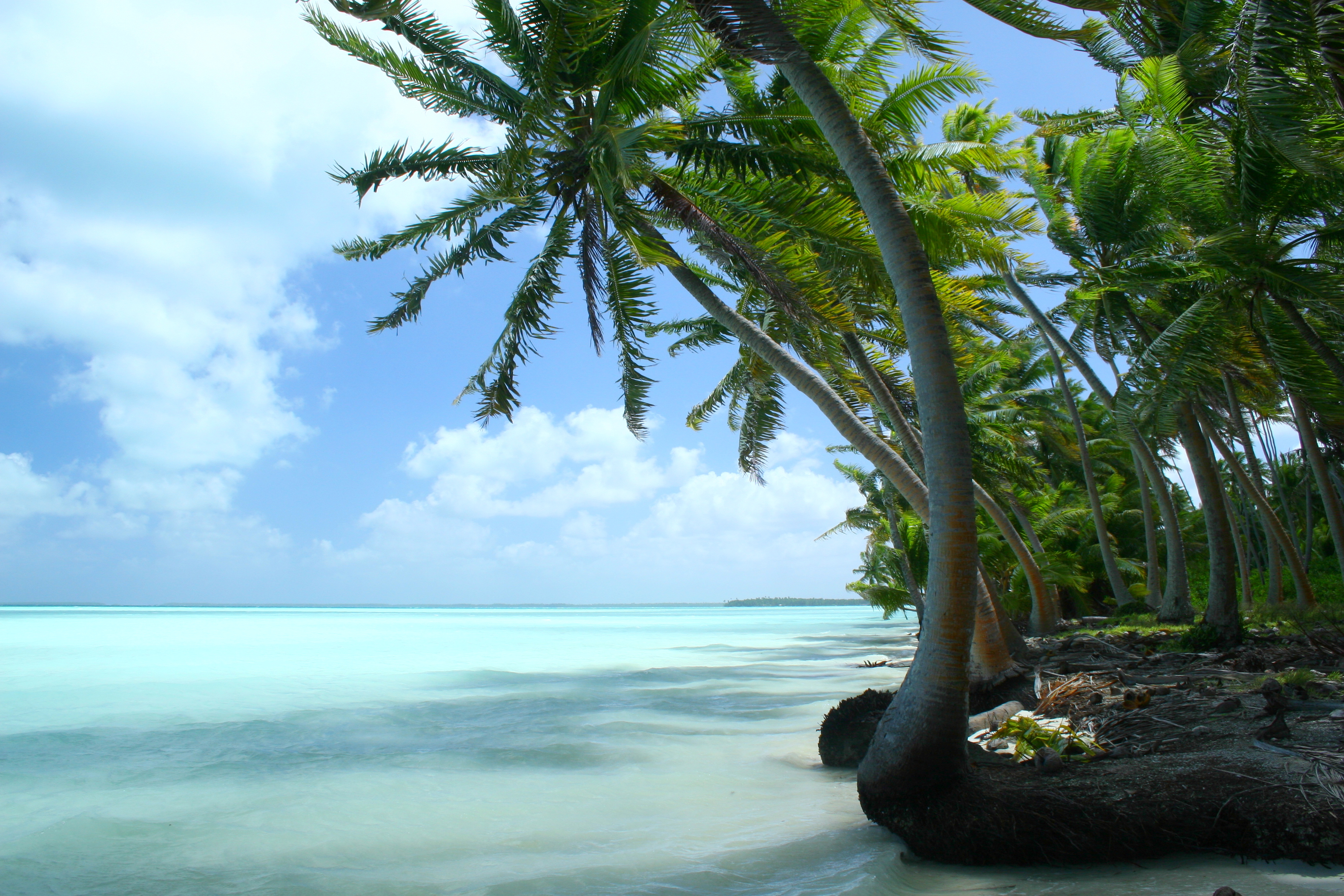 Laden Sie das Ozean, Palme, Tropisch, Erde/natur-Bild kostenlos auf Ihren PC-Desktop herunter