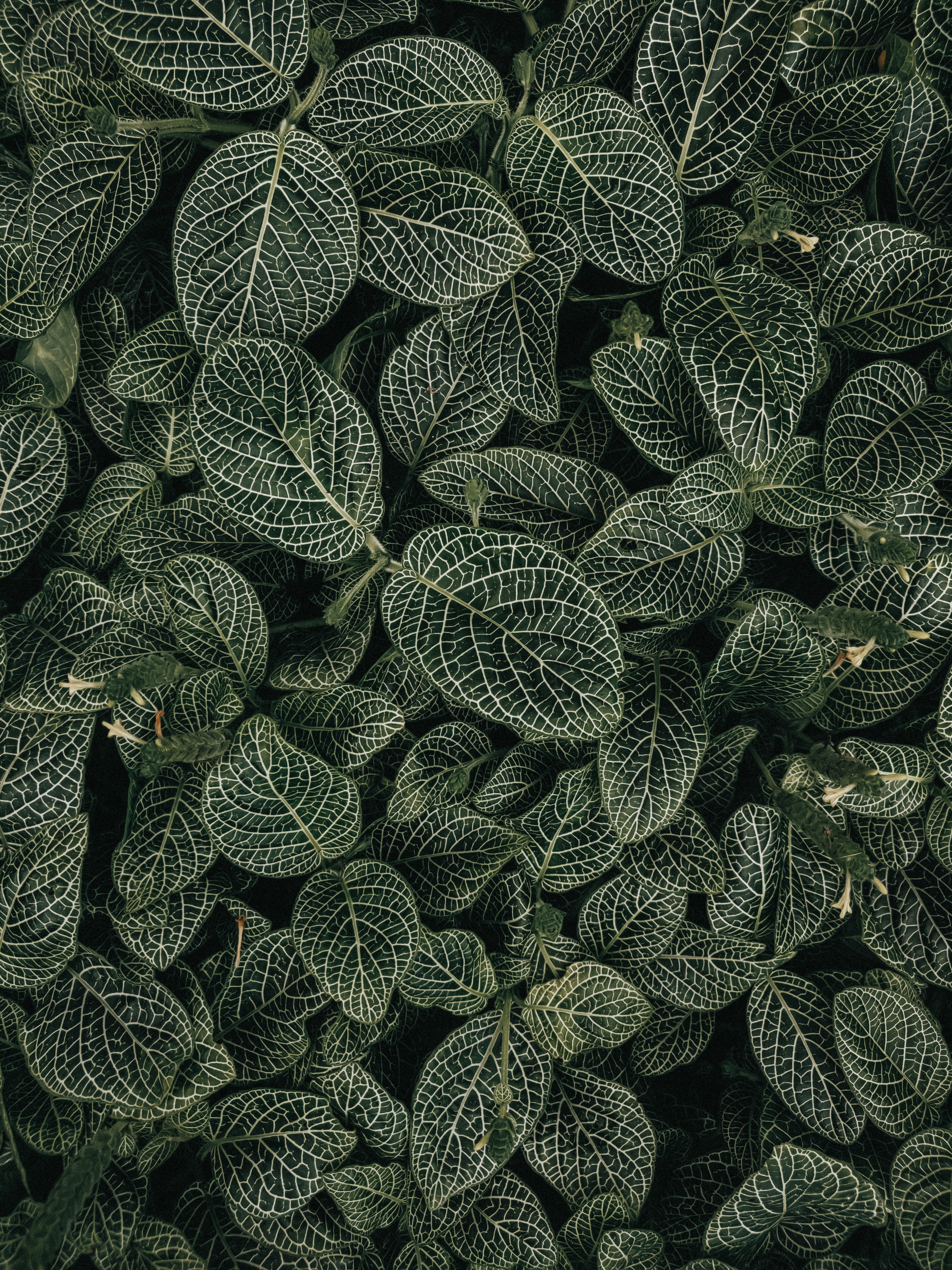 Free download wallpaper Leaves, Plant, Macro, Veins on your PC desktop