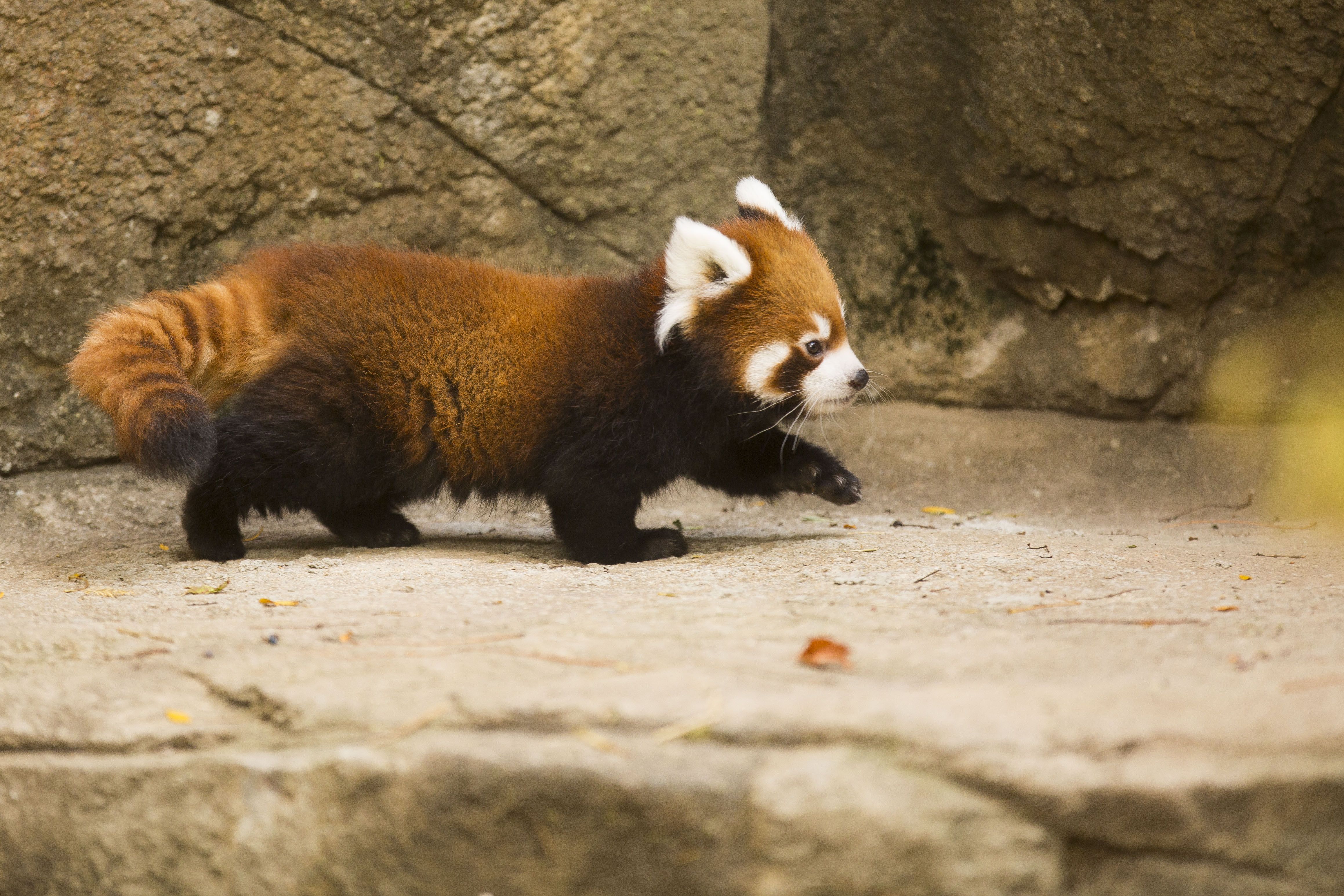 738709 Hintergrundbild herunterladen tiere, kleiner panda, zoo - Bildschirmschoner und Bilder kostenlos