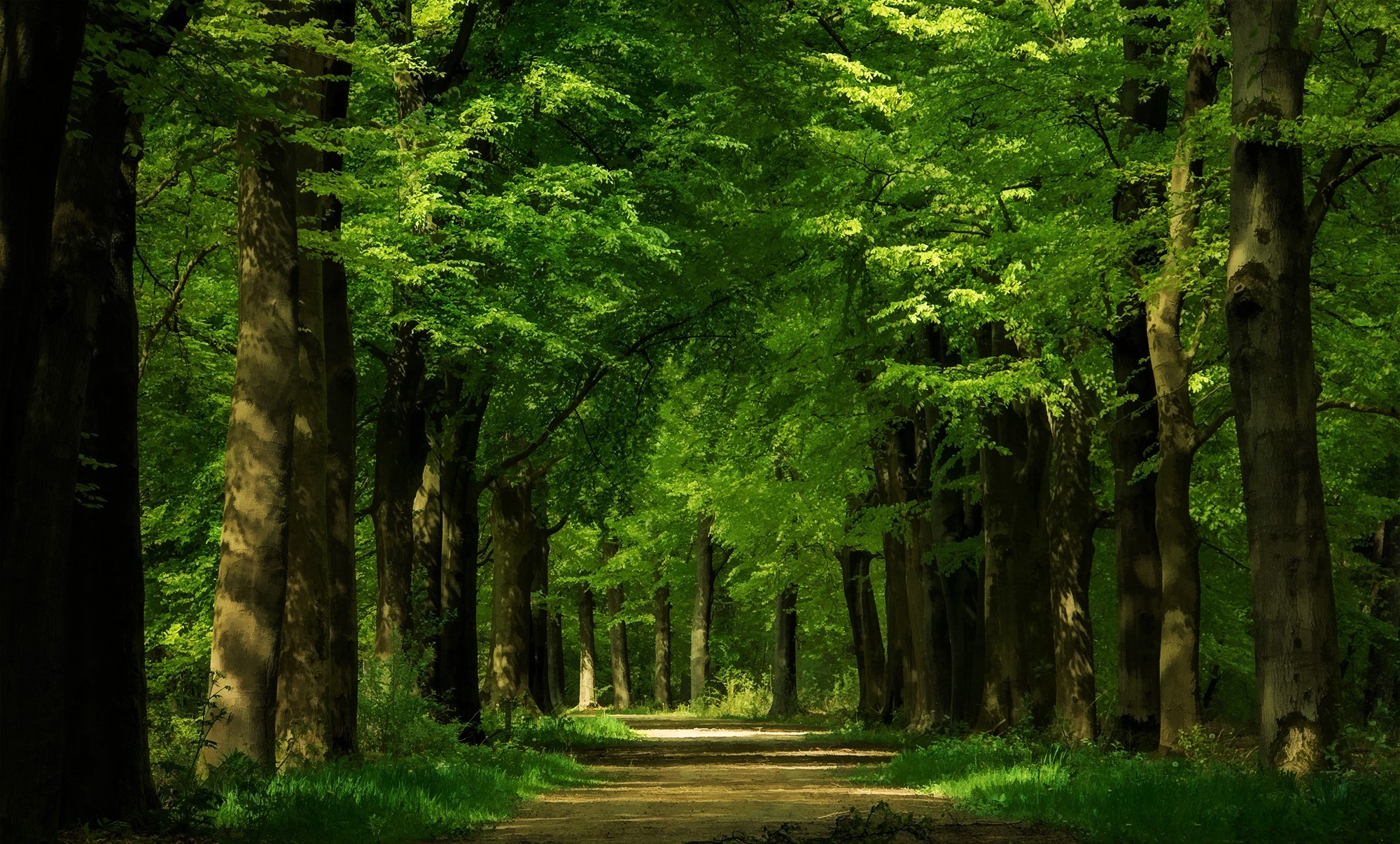 Free download wallpaper Forest, Tree, Earth, Path on your PC desktop