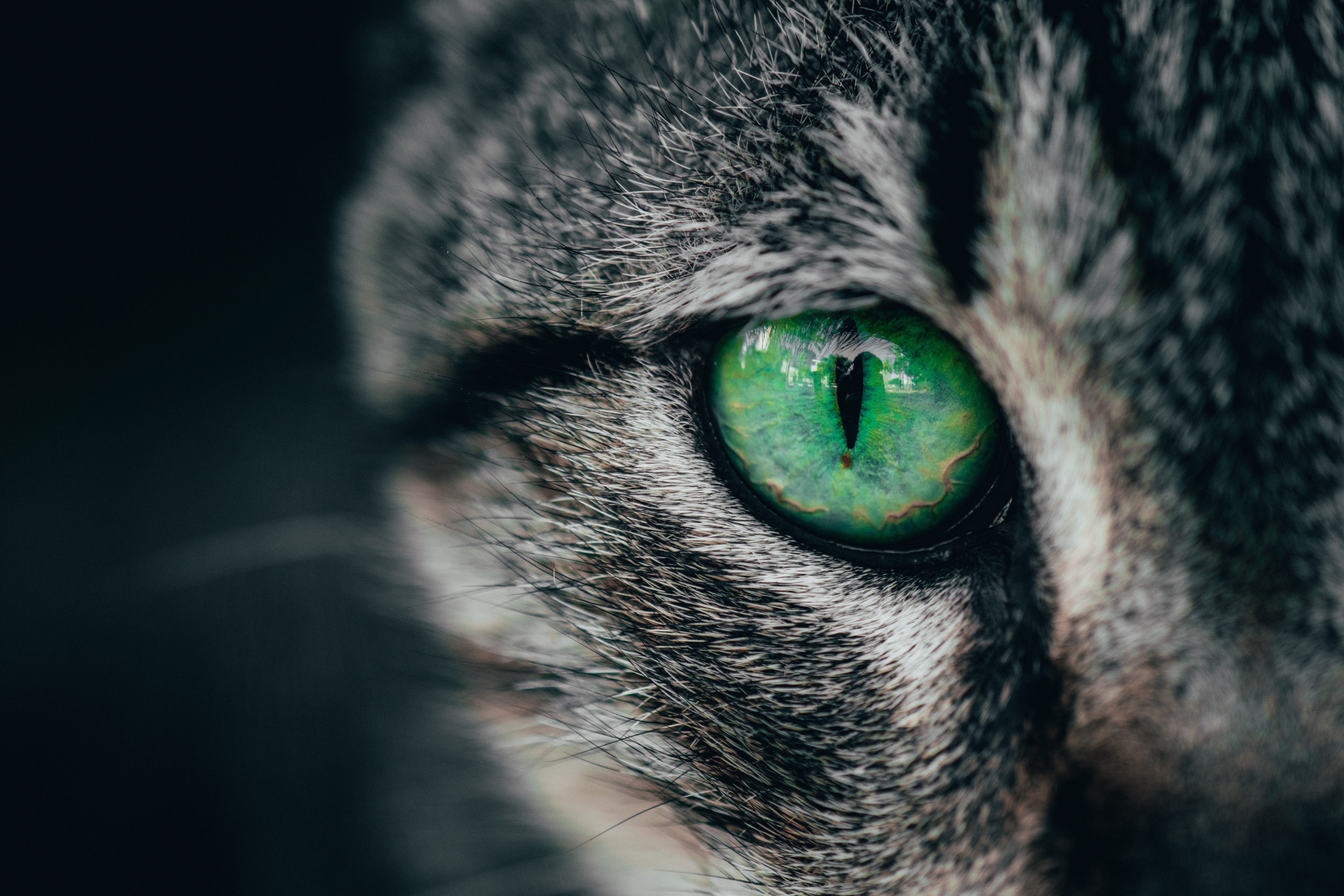 close up, pupil, macro, green, cat, eye Full HD