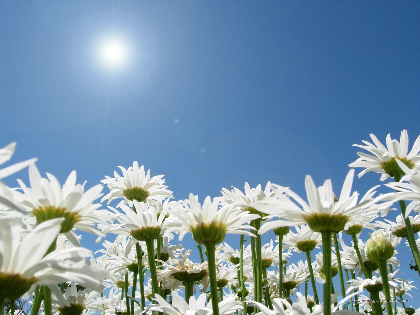 Free download wallpaper Plants, Flowers, Sky, Sun, Camomile on your PC desktop