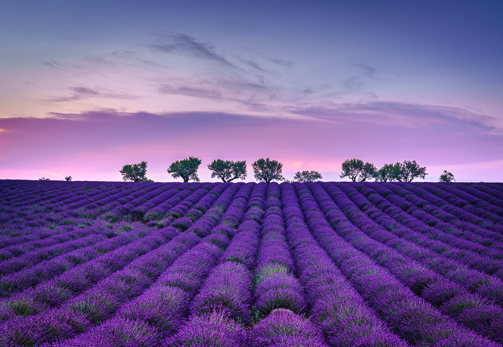 Download mobile wallpaper Nature, Flowers, Sky, Earth, Field, Lavender, Purple Flower for free.