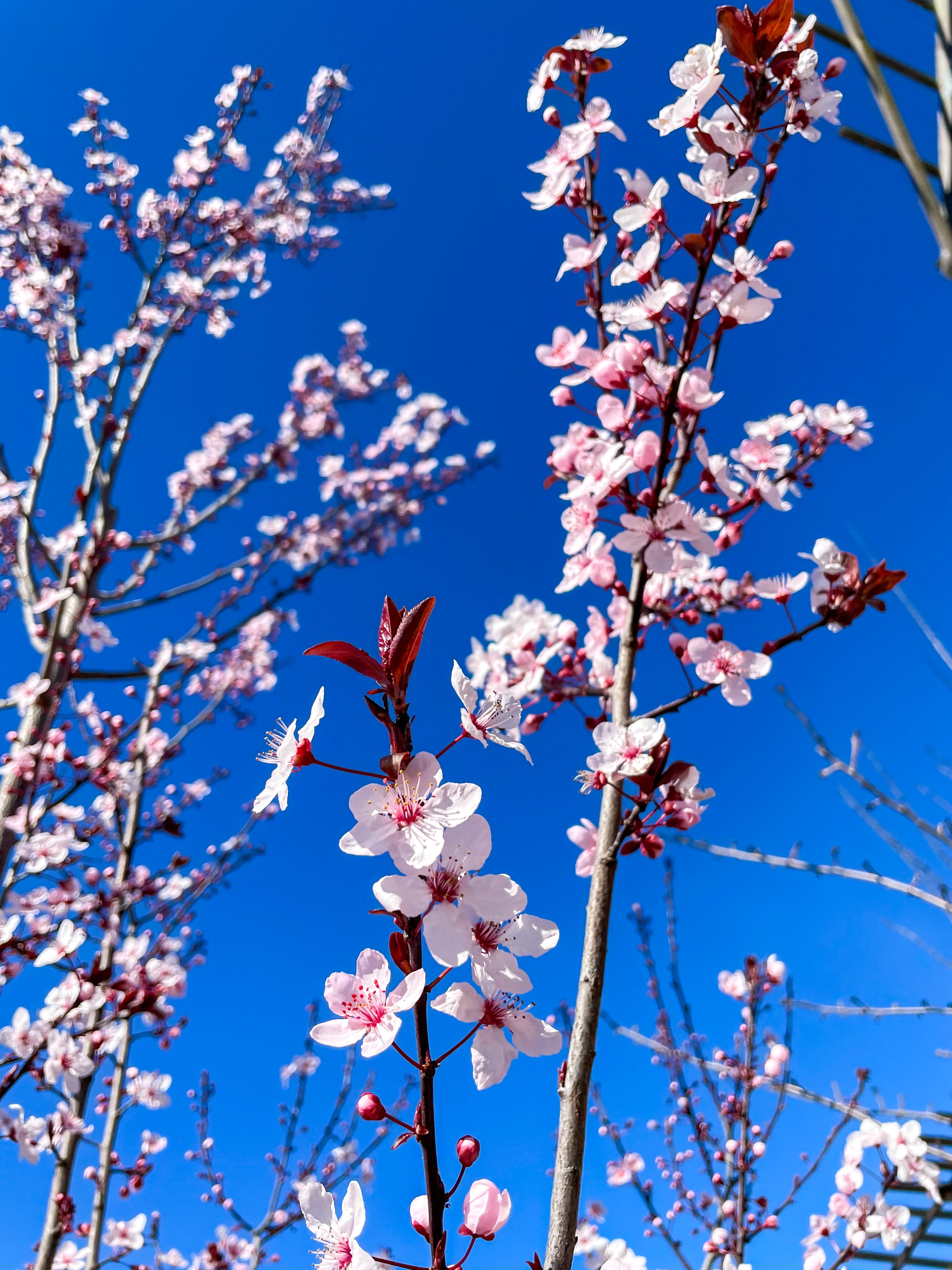 105620 descargar fondo de pantalla flor de cerezo, flores, cereza, rosa, sucursales, ramas, rosado, primavera, árbol de cerezo: protectores de pantalla e imágenes gratis