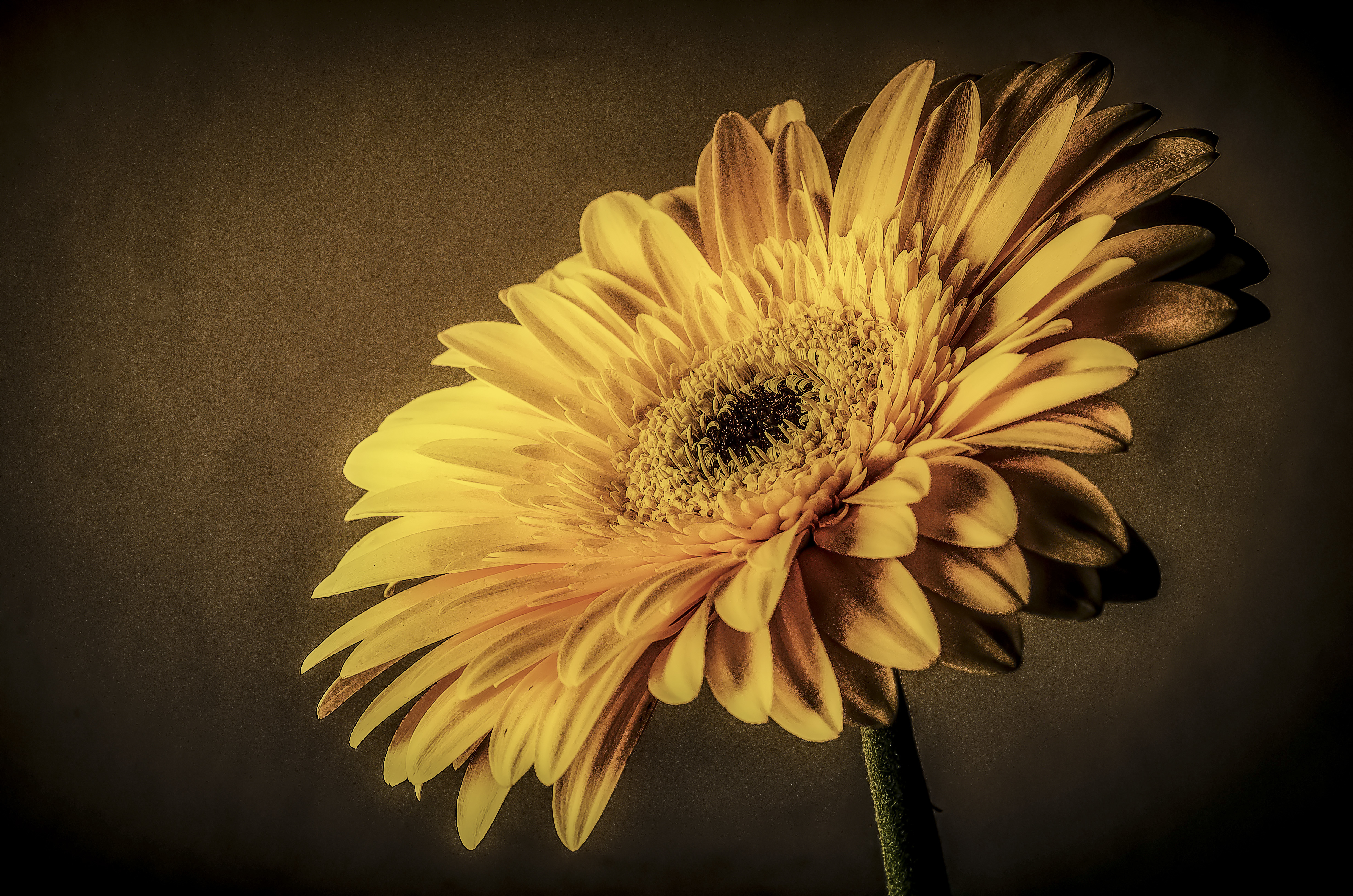 Download mobile wallpaper Nature, Flowers, Flower, Earth, Gerbera, Yellow Flower for free.