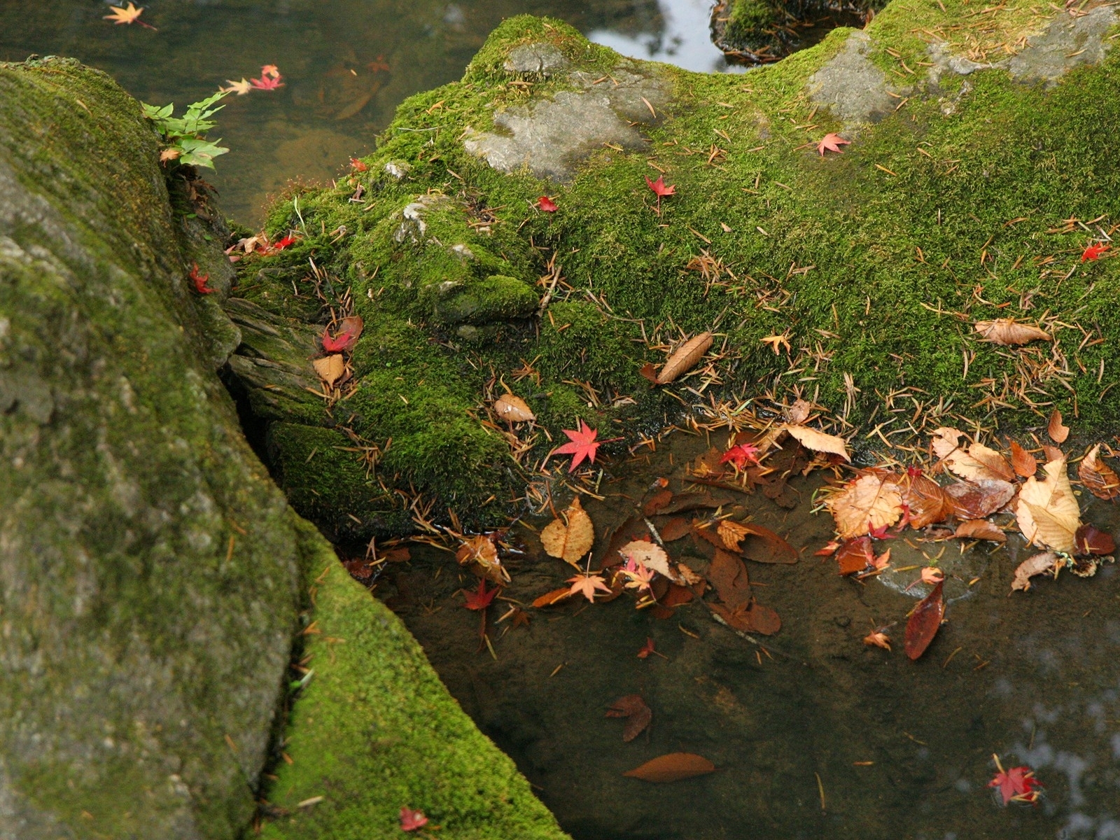 Download mobile wallpaper Stones, Leaves, Landscape for free.
