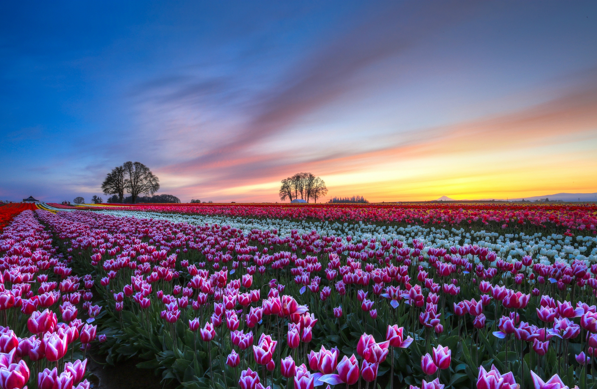 nature, sky, tulips, trees, multicolored, evening, flowers, sunset, clouds, field