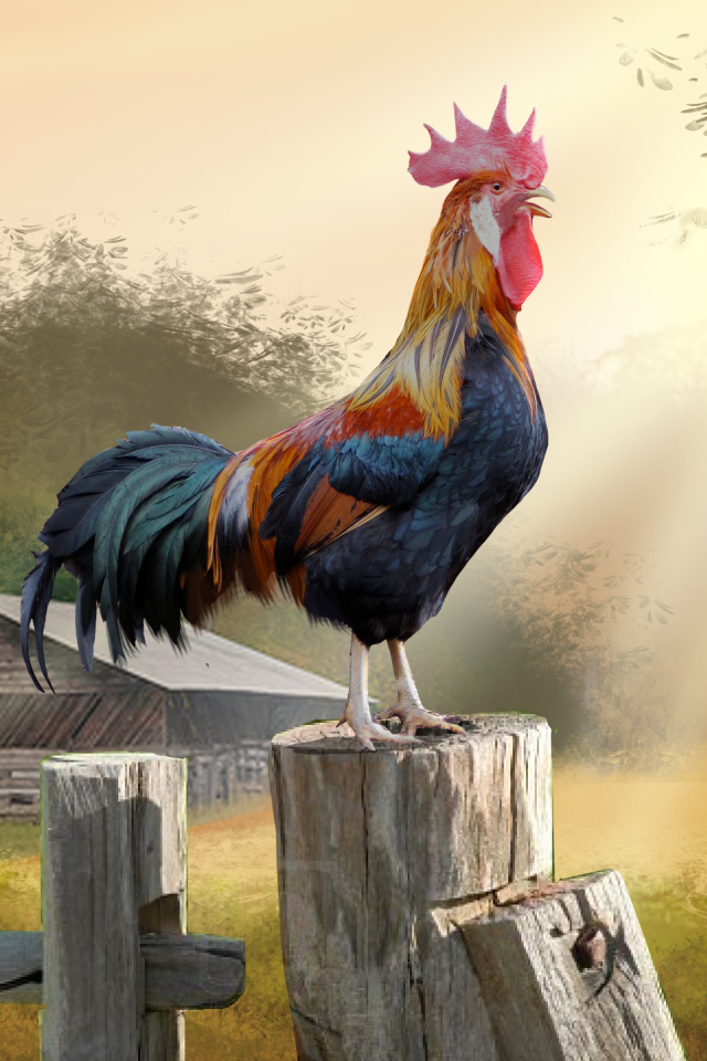 Download mobile wallpaper Birds, Bird, Animal, Rooster for free.