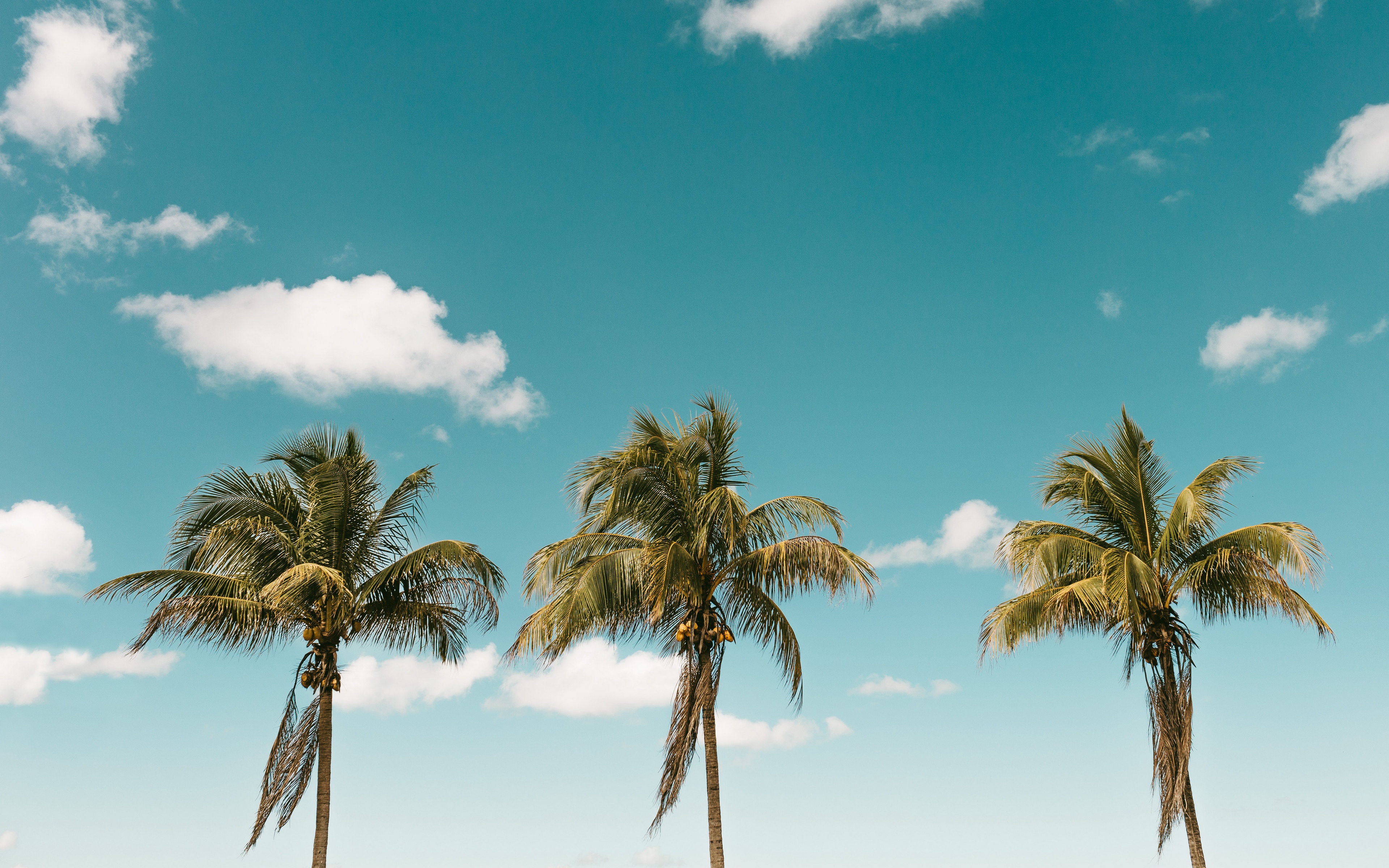 Descarga gratuita de fondo de pantalla para móvil de Cielo, Nube, Tierra/naturaleza, Palmera.