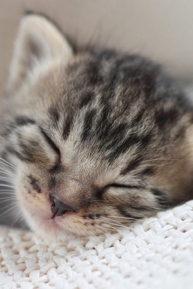 Baixar papel de parede para celular de Animais, Gatos, Gato, Gatinho, Dormindo gratuito.