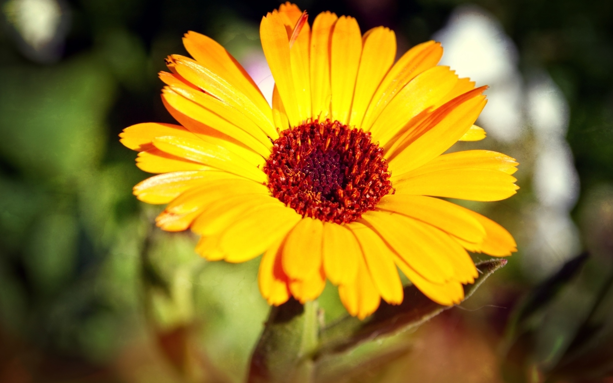 Téléchargez gratuitement l'image Tournesol, Fleurs, Terre/nature sur le bureau de votre PC