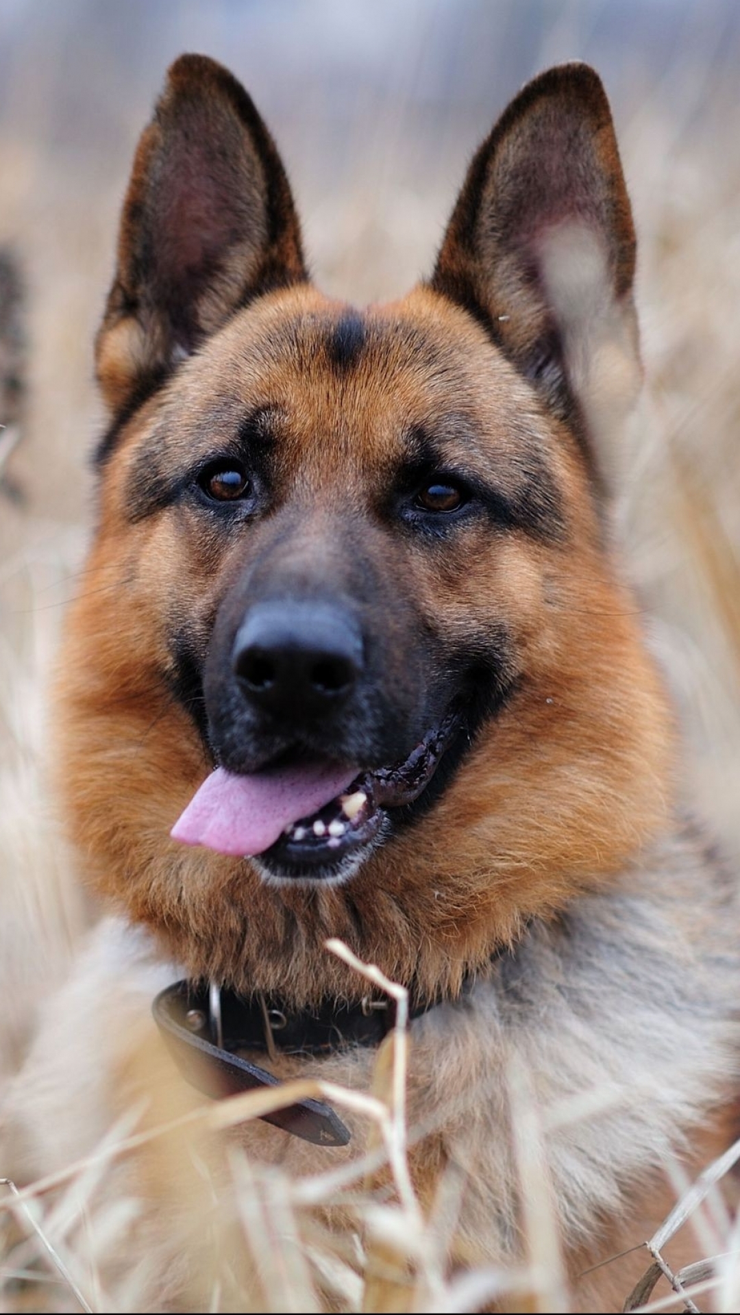 Download mobile wallpaper Dogs, Animal, German Shepherd for free.