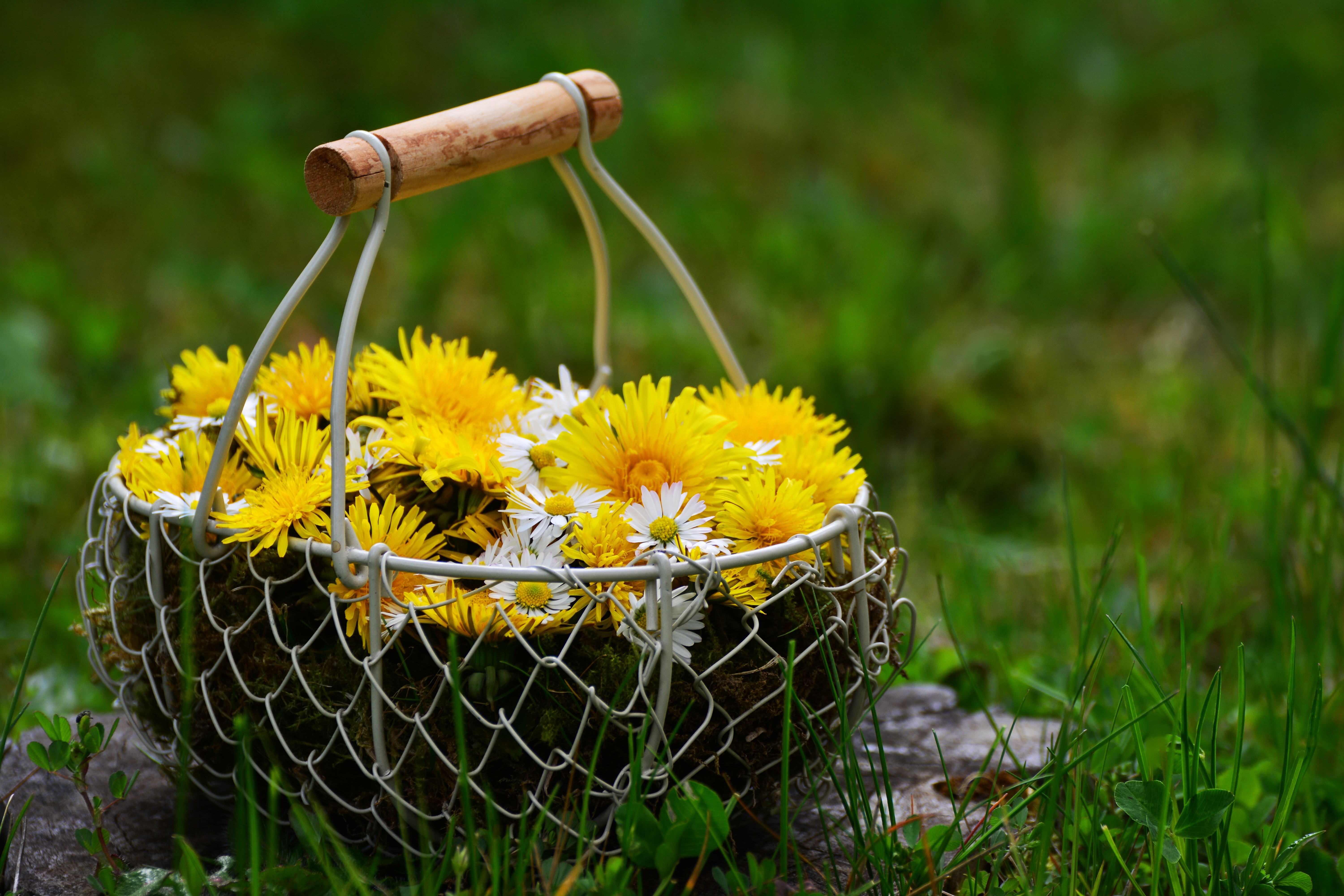 flowers, dandelions, basket