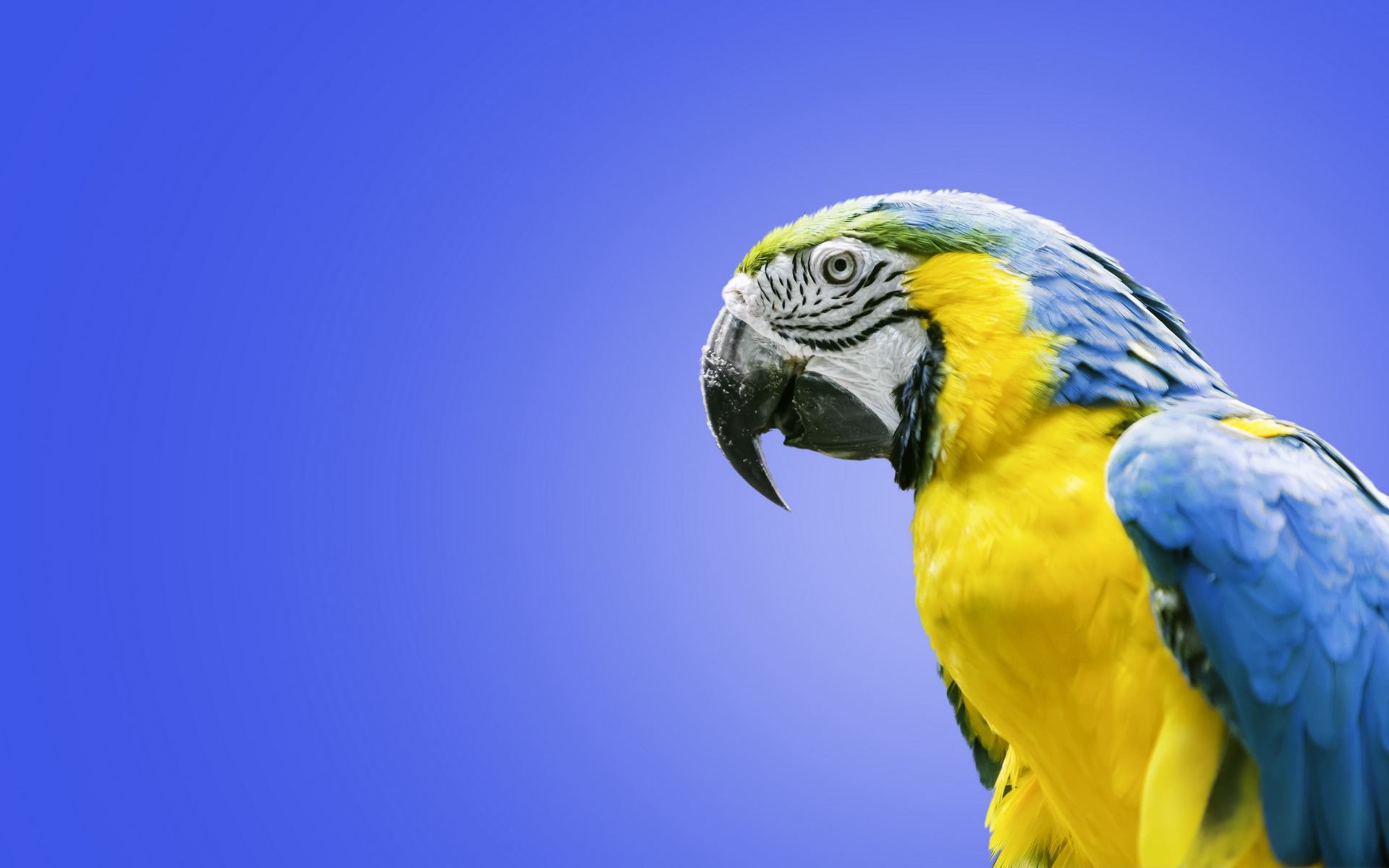 PCデスクトップに動物, 鳥, コンゴウインコ, 青と黄色のコンゴウインコ画像を無料でダウンロード