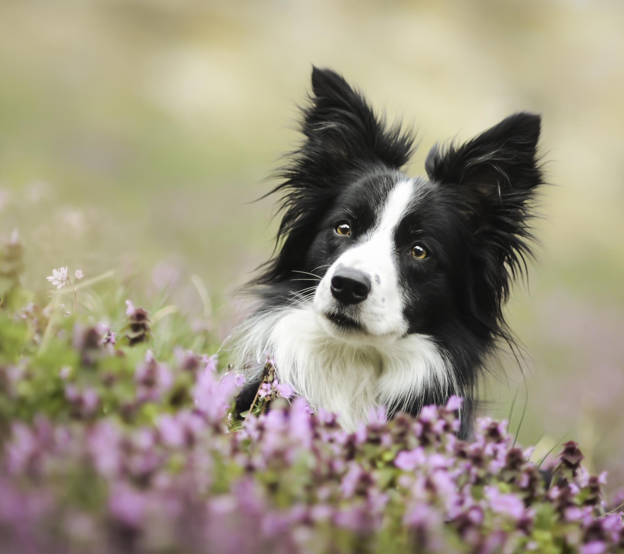 Free download wallpaper Dogs, Flower, Dog, Animal, Bokeh, Border Collie on your PC desktop