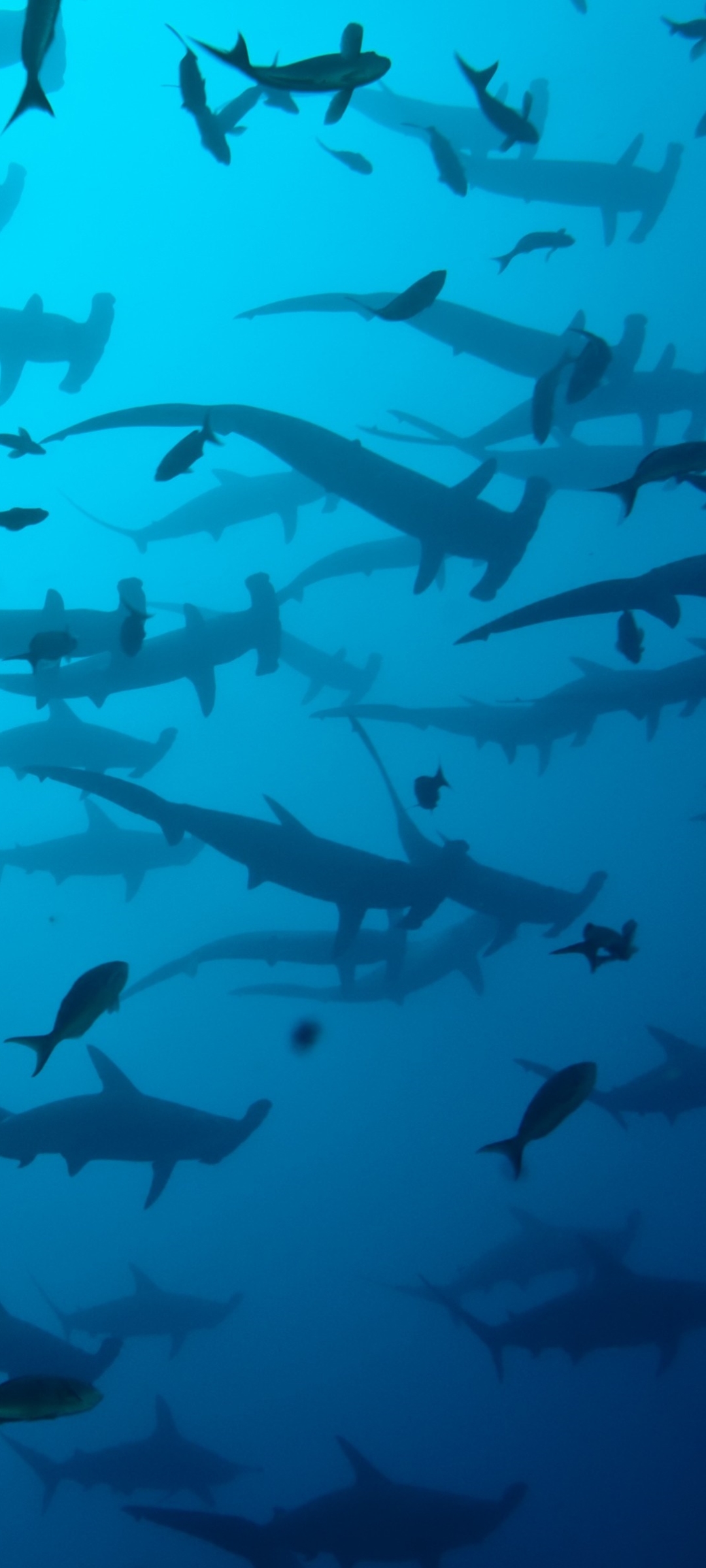 Download mobile wallpaper Sharks, Animal, Underwater, Shark, Hammerhead Shark for free.