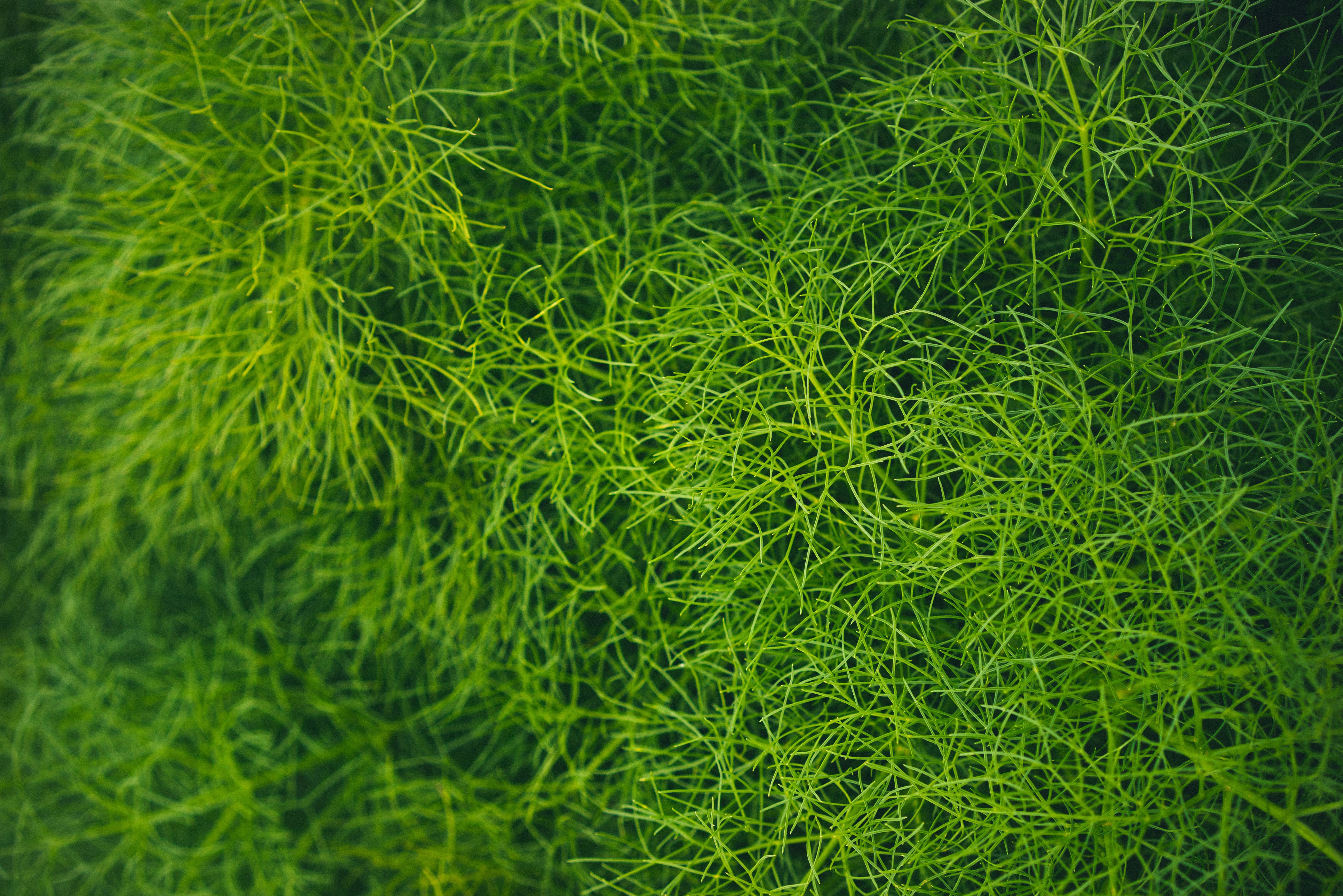 Скачать обои бесплатно Трава, Растение, Зеленый, Макро картинка на рабочий стол ПК