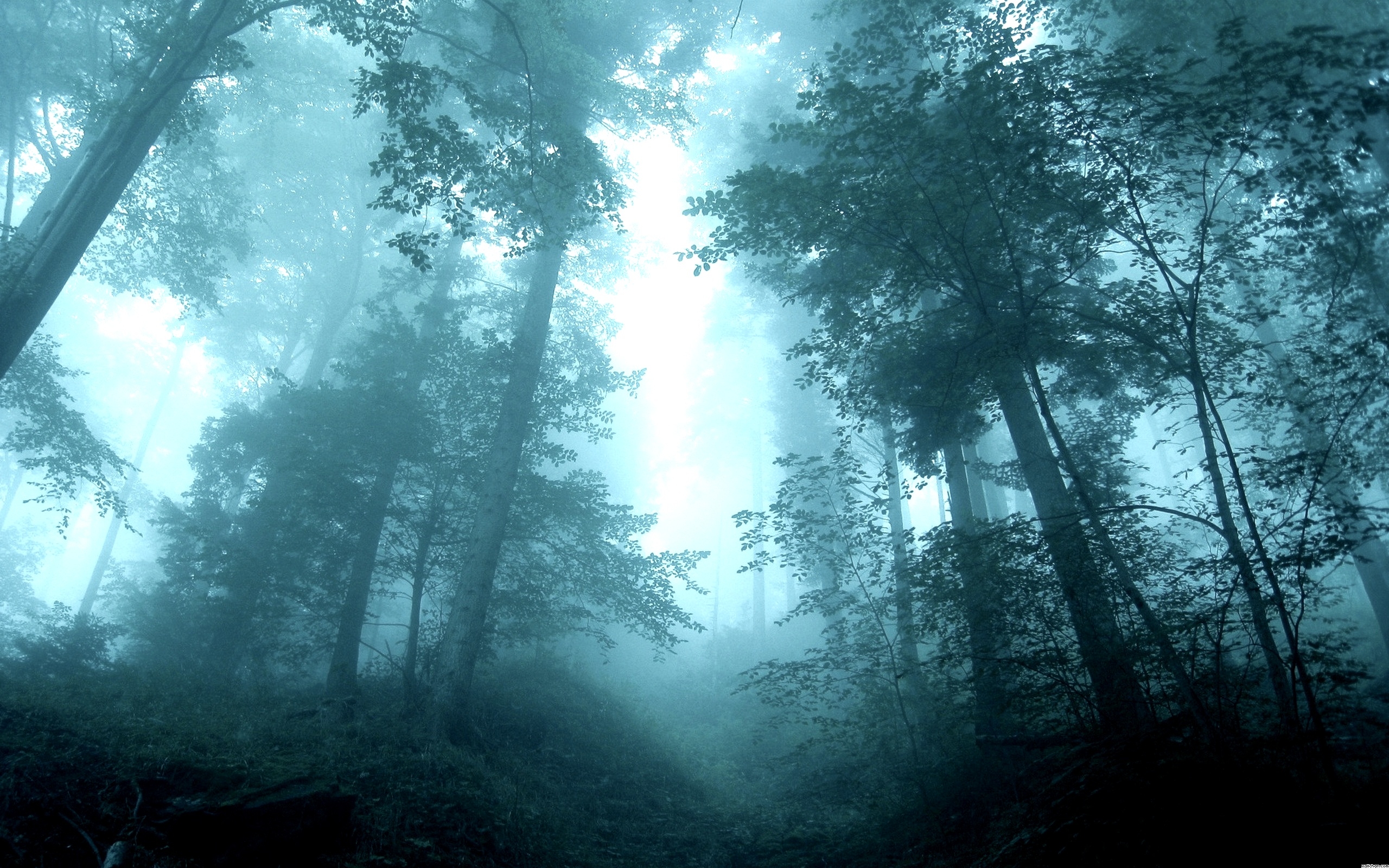無料モバイル壁紙霧, 森, 木, 地球をダウンロードします。