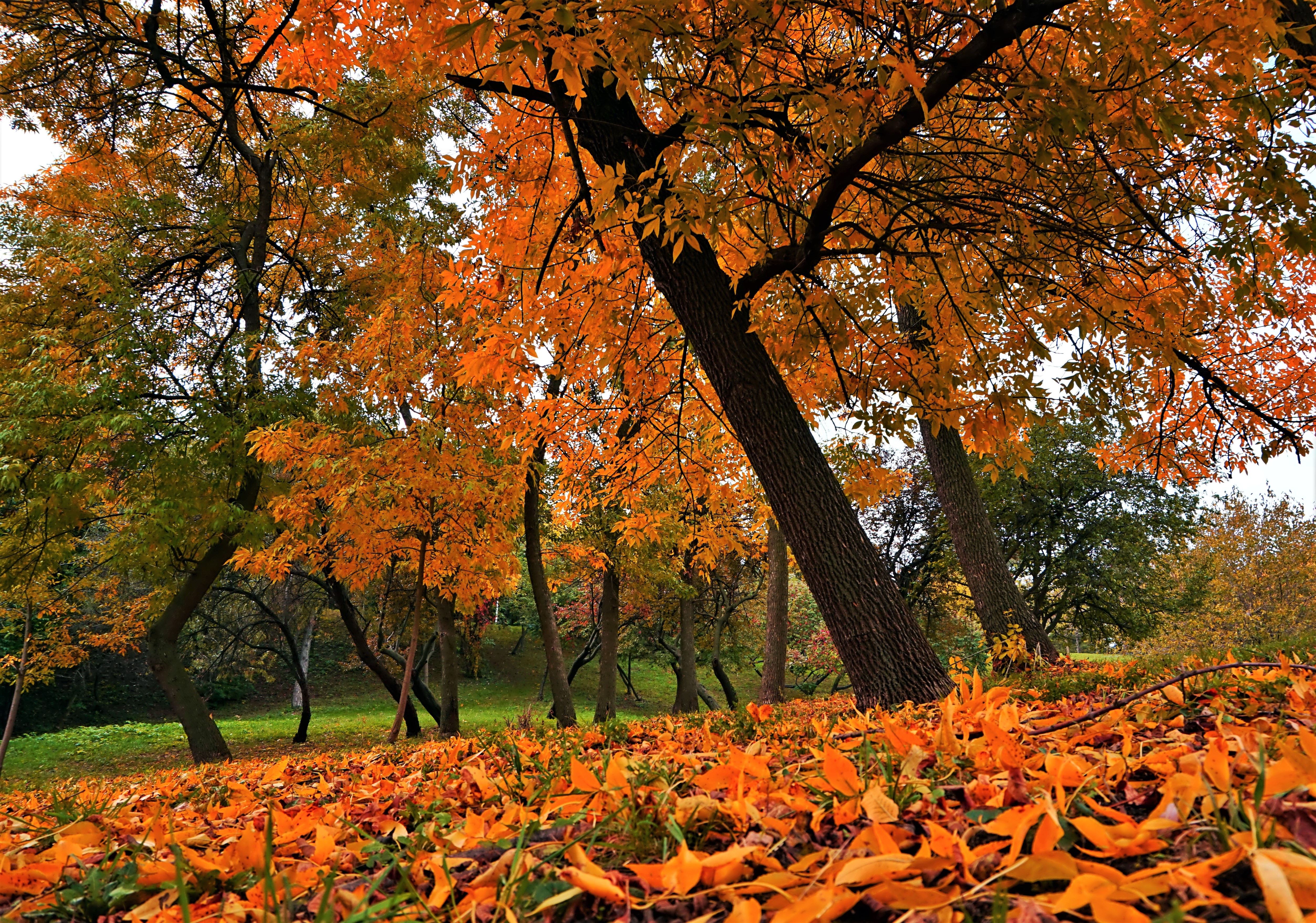Скачать обои бесплатно Осень, Дерево, Лист, Земля/природа картинка на рабочий стол ПК