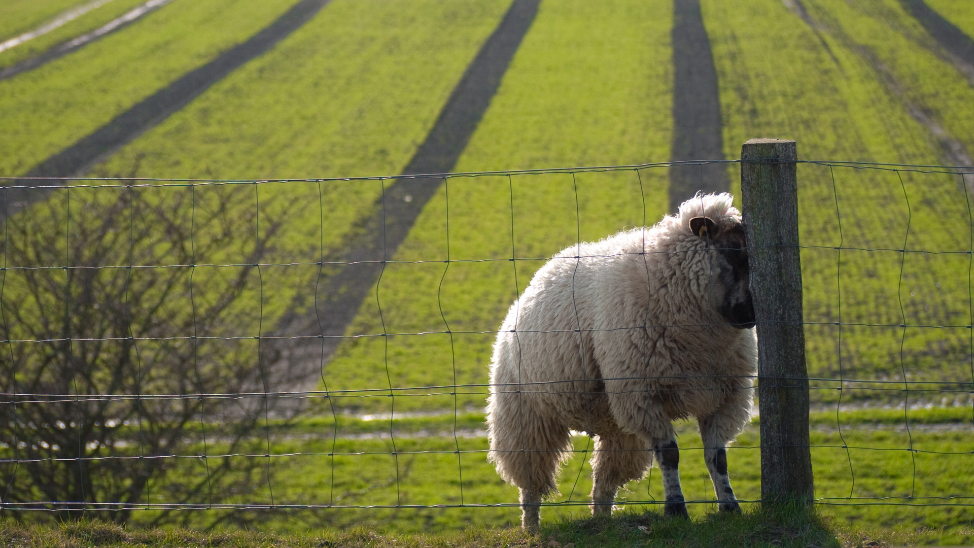 564512 скачать картинку животные, овец - обои и заставки бесплатно