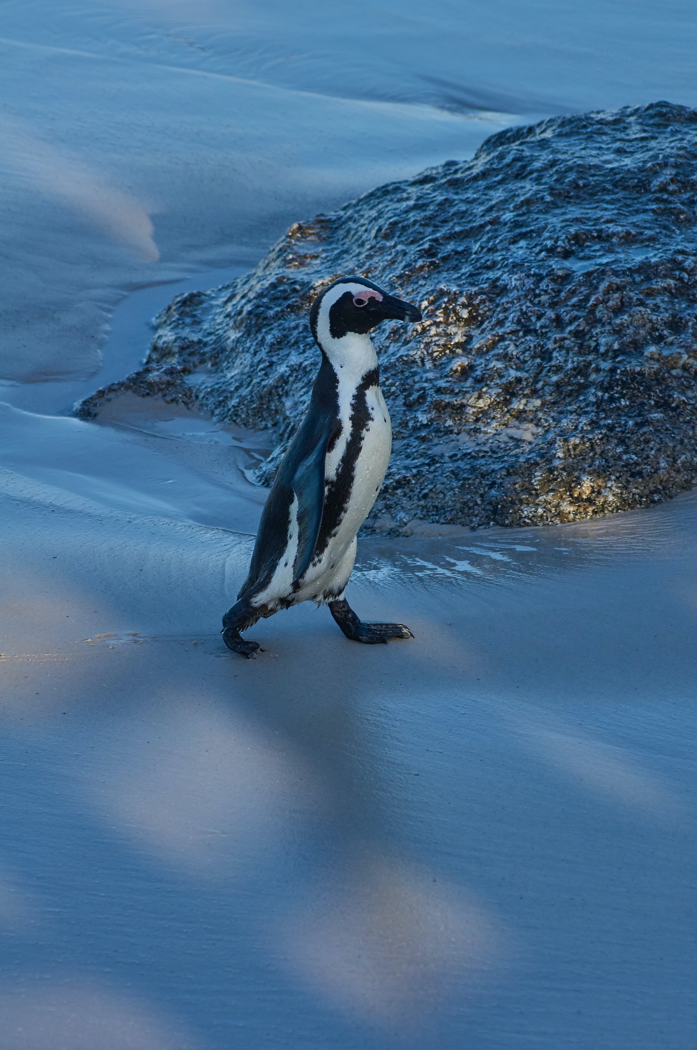 Скачать обои бесплатно Пингвин, Заснеженный, Лед, Снег, Животное, Животные, Забавный картинка на рабочий стол ПК