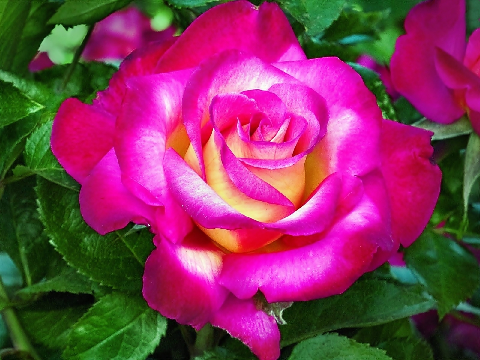 Descarga gratis la imagen Flores, Rosa, Flor, Flor Rosa, Tierra/naturaleza, Rosa Rosada en el escritorio de tu PC
