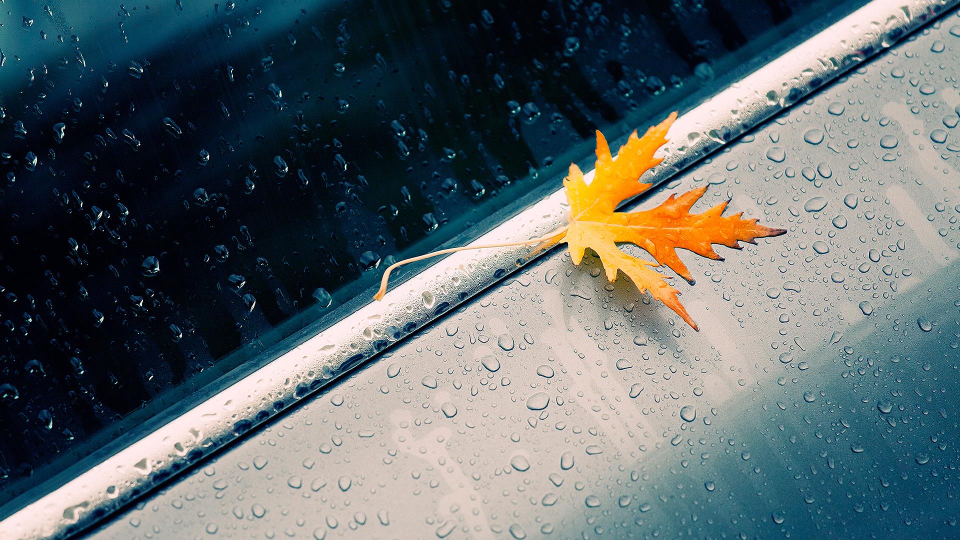 Free download wallpaper Rain, Leaf, Photography on your PC desktop
