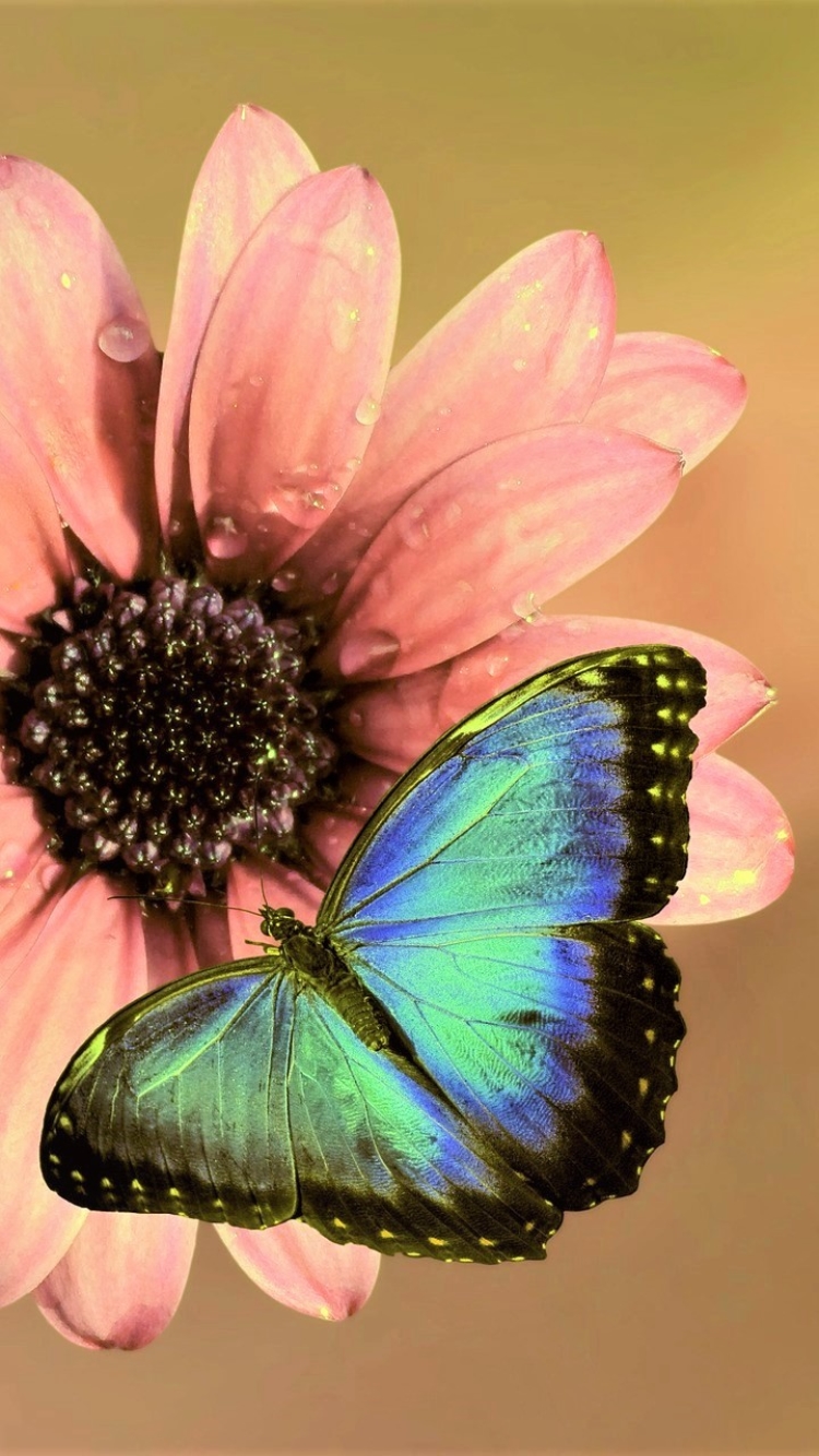 Download mobile wallpaper Flower, Butterfly, Animal, Pink Flower for free.