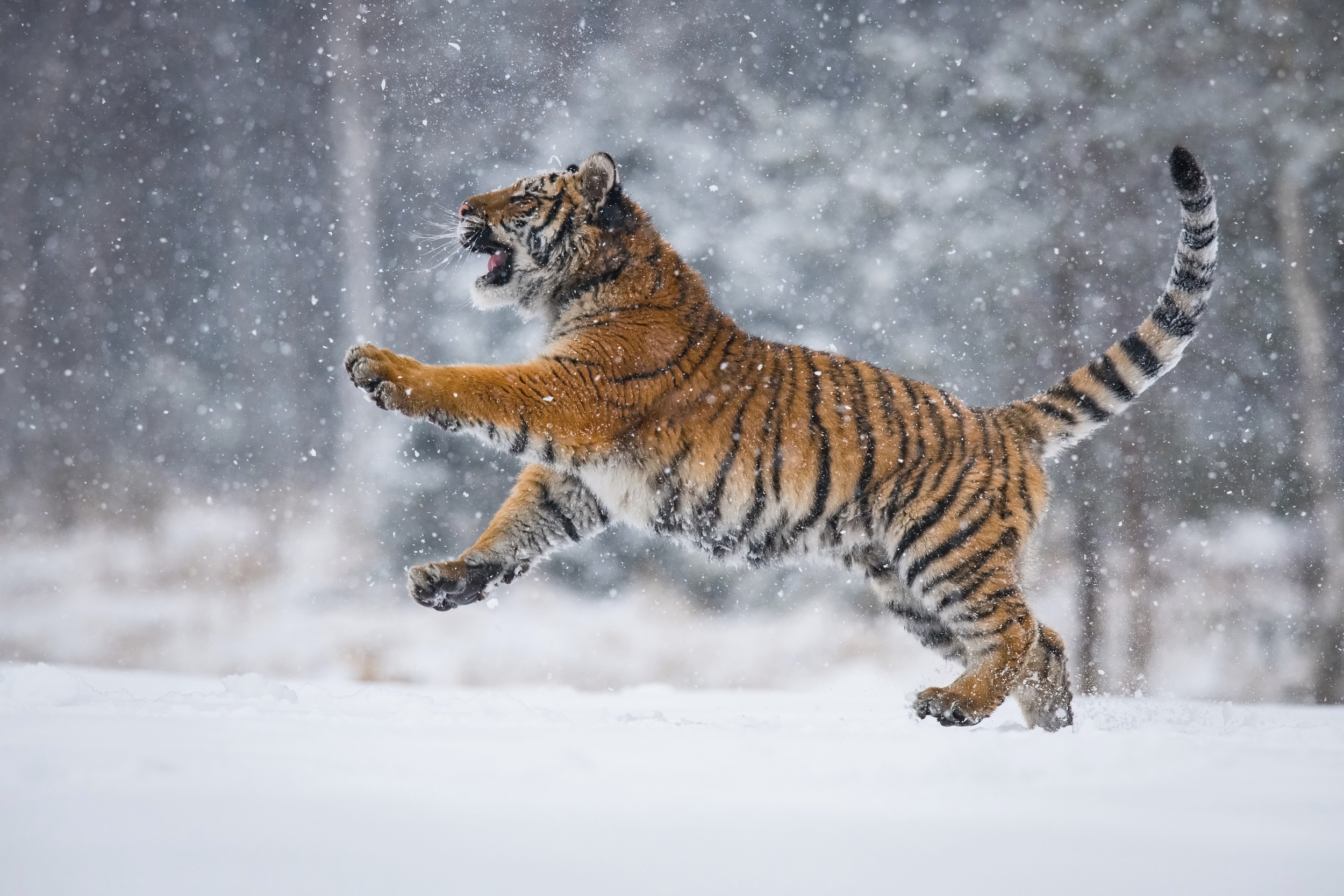 Download mobile wallpaper Winter, Cats, Snow, Tiger, Animal, Snowfall for free.