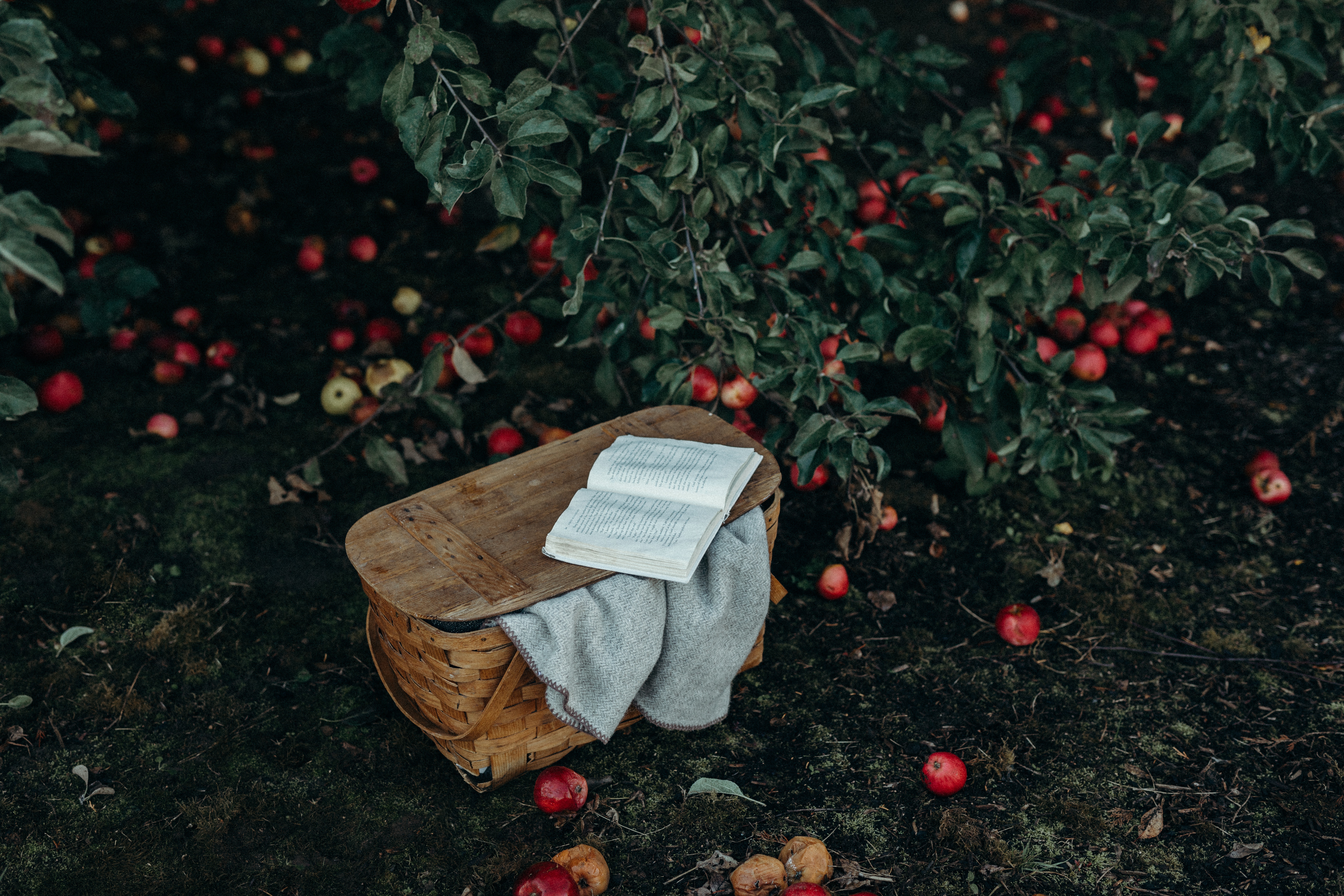 apples, miscellanea, miscellaneous, book, basket, harvest
