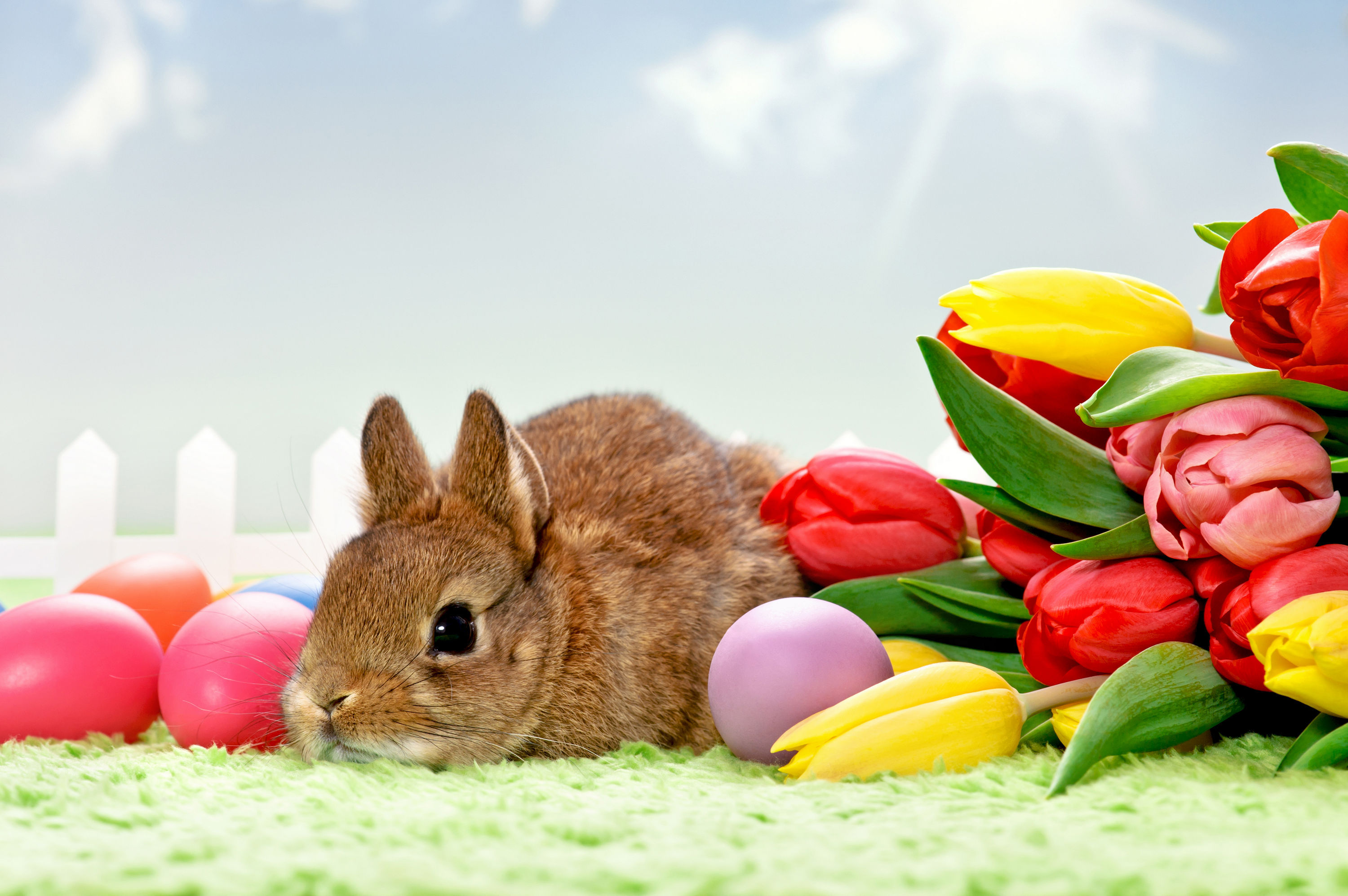 824641 скачать обои пасхальное яйцо, праздничные, пасхальный, кролик, тюльпан - заставки и картинки бесплатно