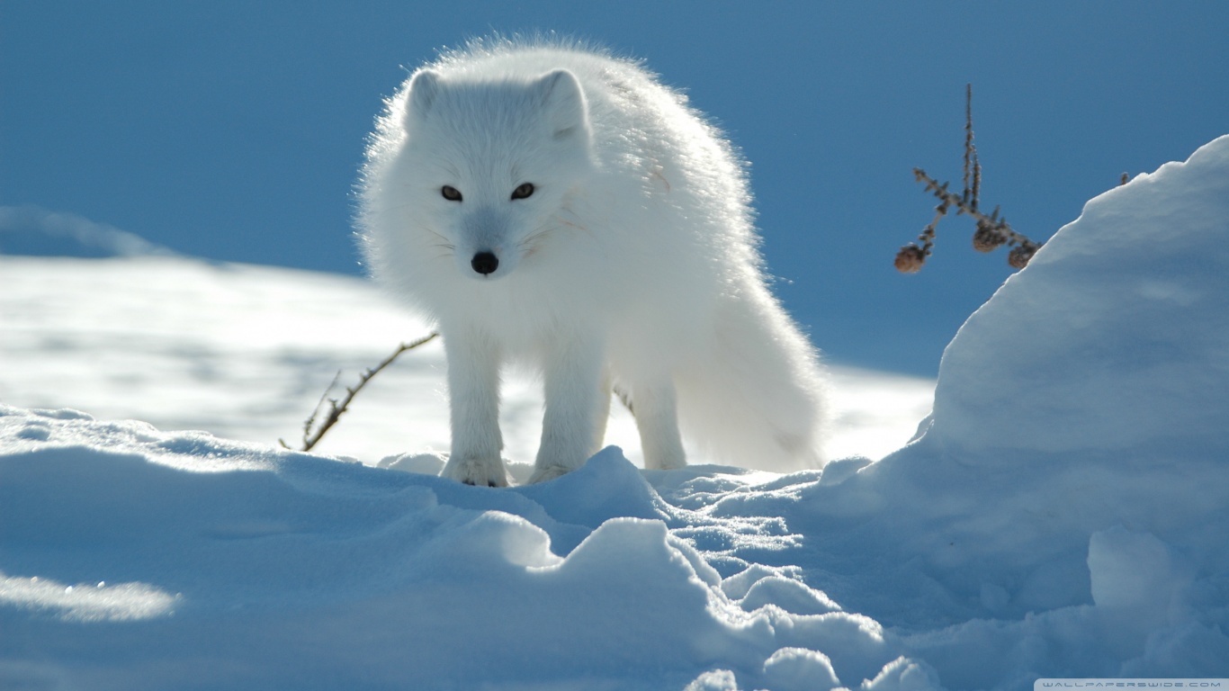 Free download wallpaper Fox, Animal, Arctic Fox on your PC desktop