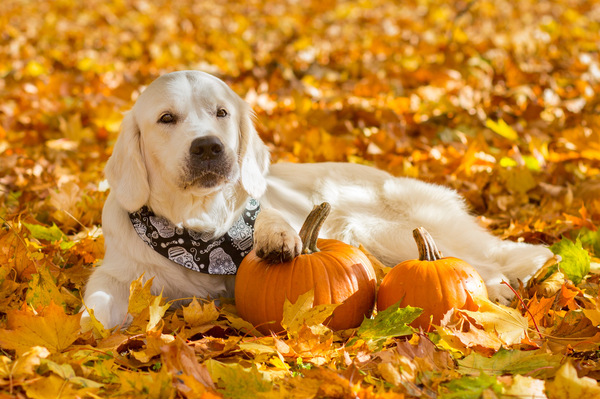Baixe gratuitamente a imagem Animais, Cães, Outono, Abóbora, Cão, Golden Retriever na área de trabalho do seu PC